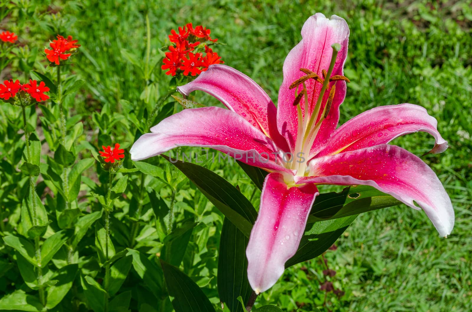 The red Lily blooms in the garden in the summer