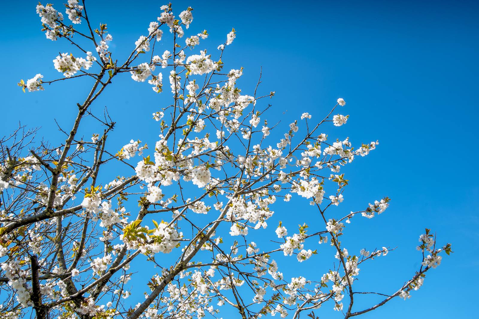 sakura tree, spring