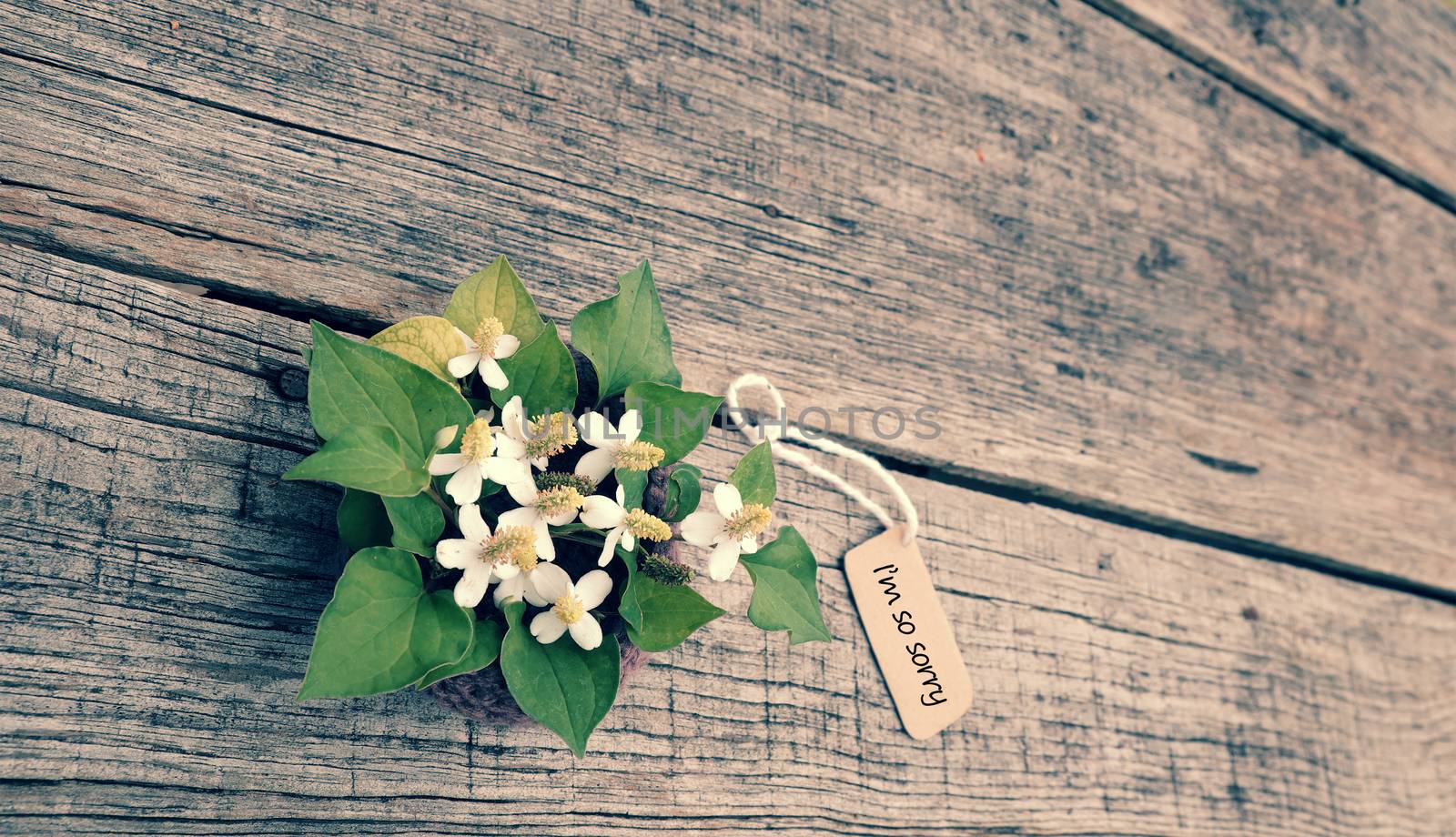 Sorry background with white tiny flower on old wooden, I'm so sorry text is message when make hurt for someone