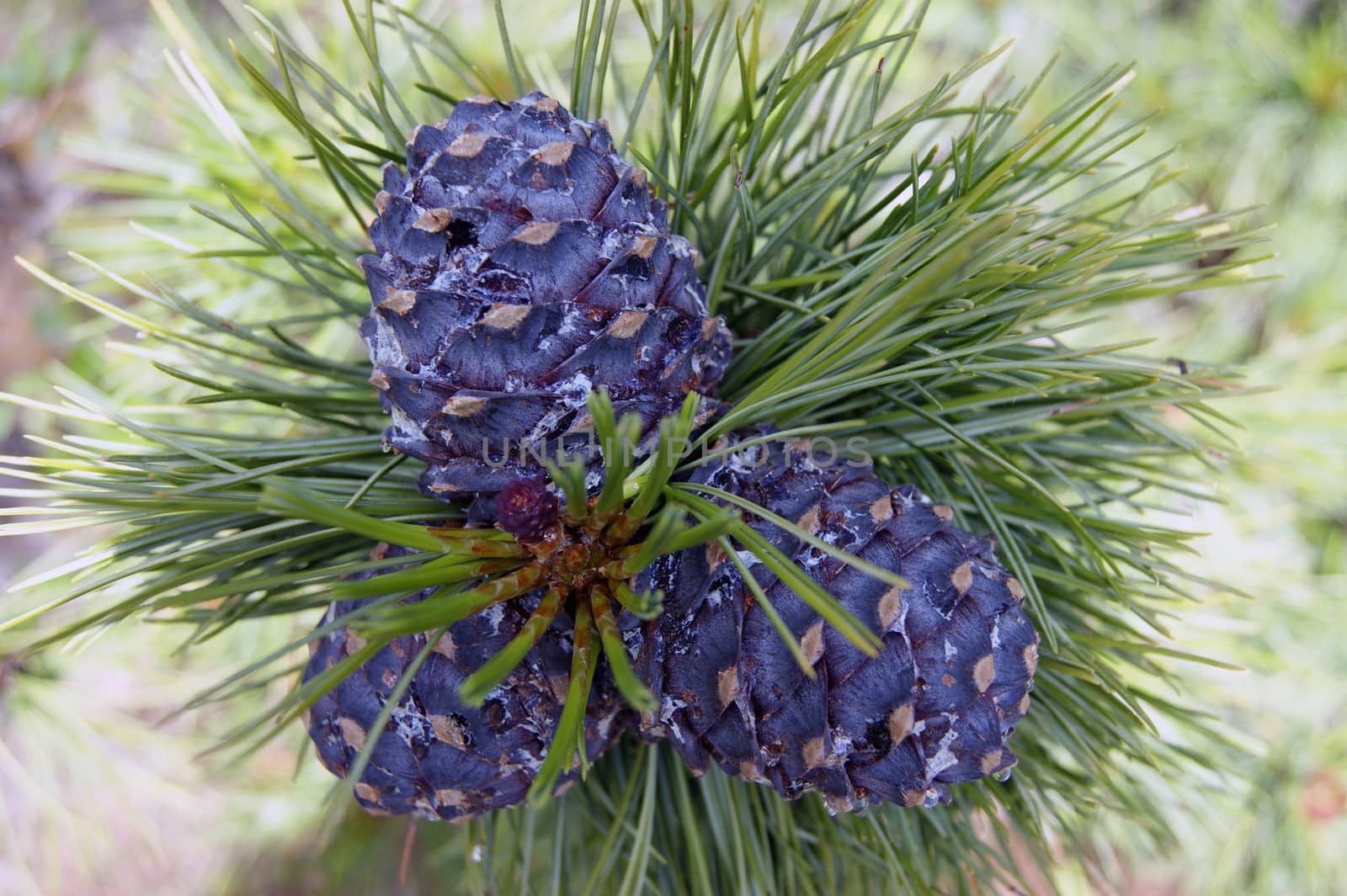 Cedar nut on branch by cobol1964