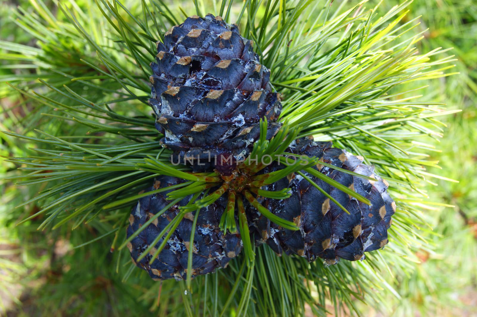 Branch tree with big shot of the cedar