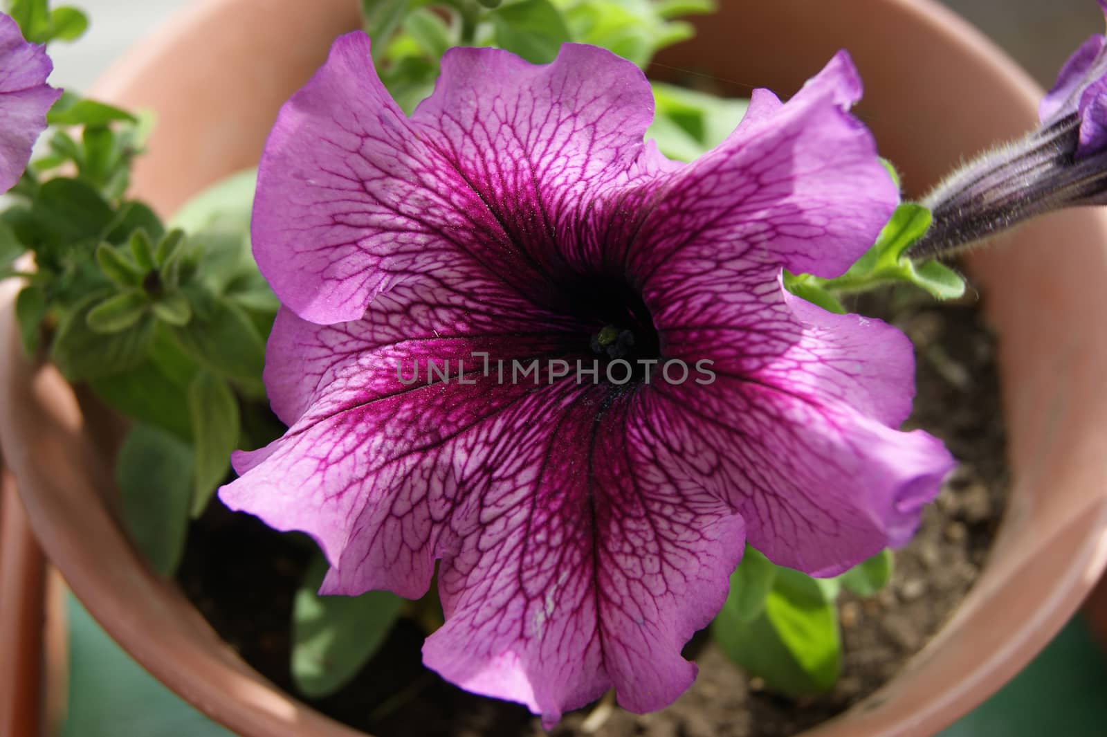 The Beautiful rose flower petunia in pot.Decorative plant