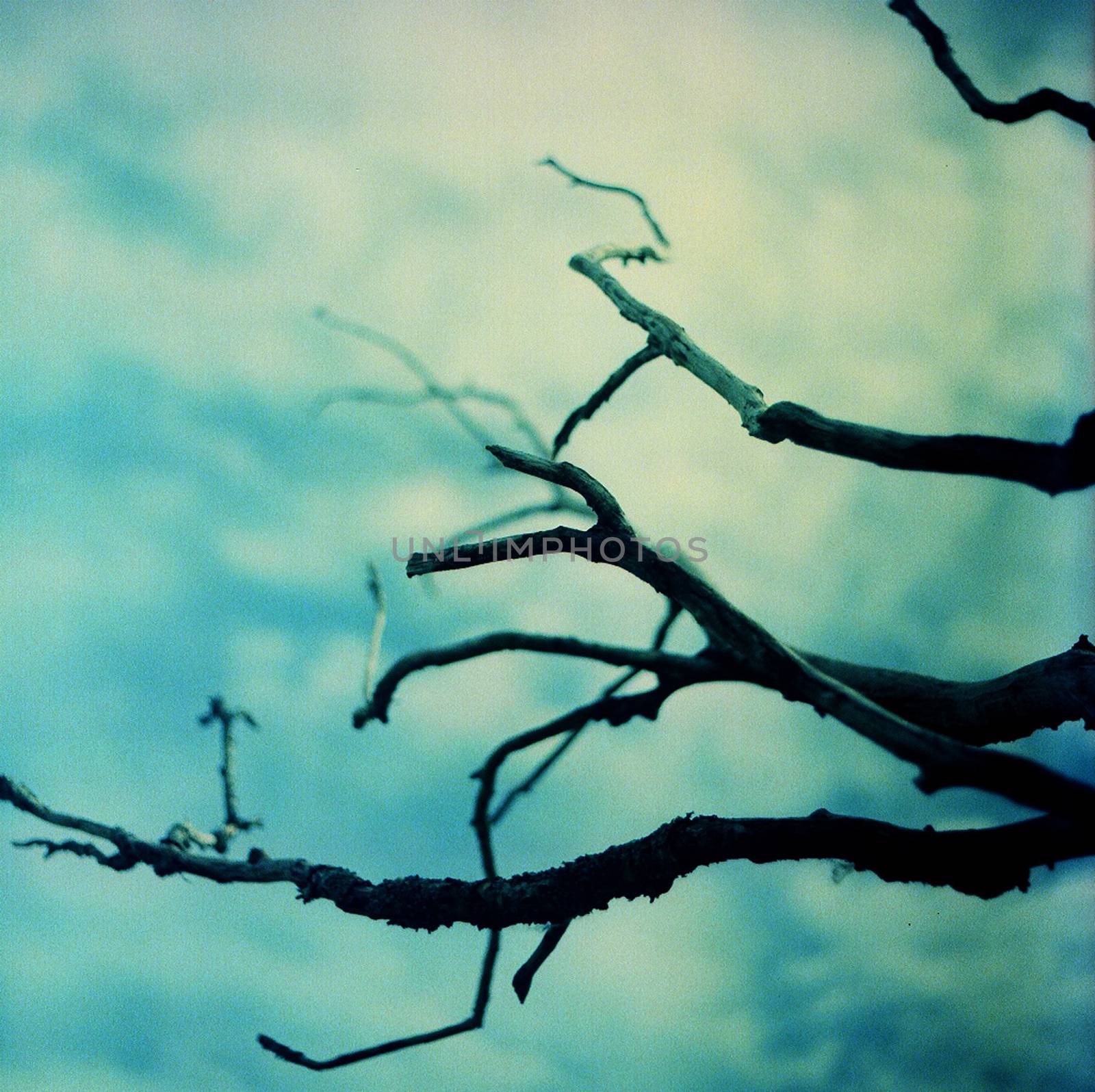 Color film image of tree branches against sky