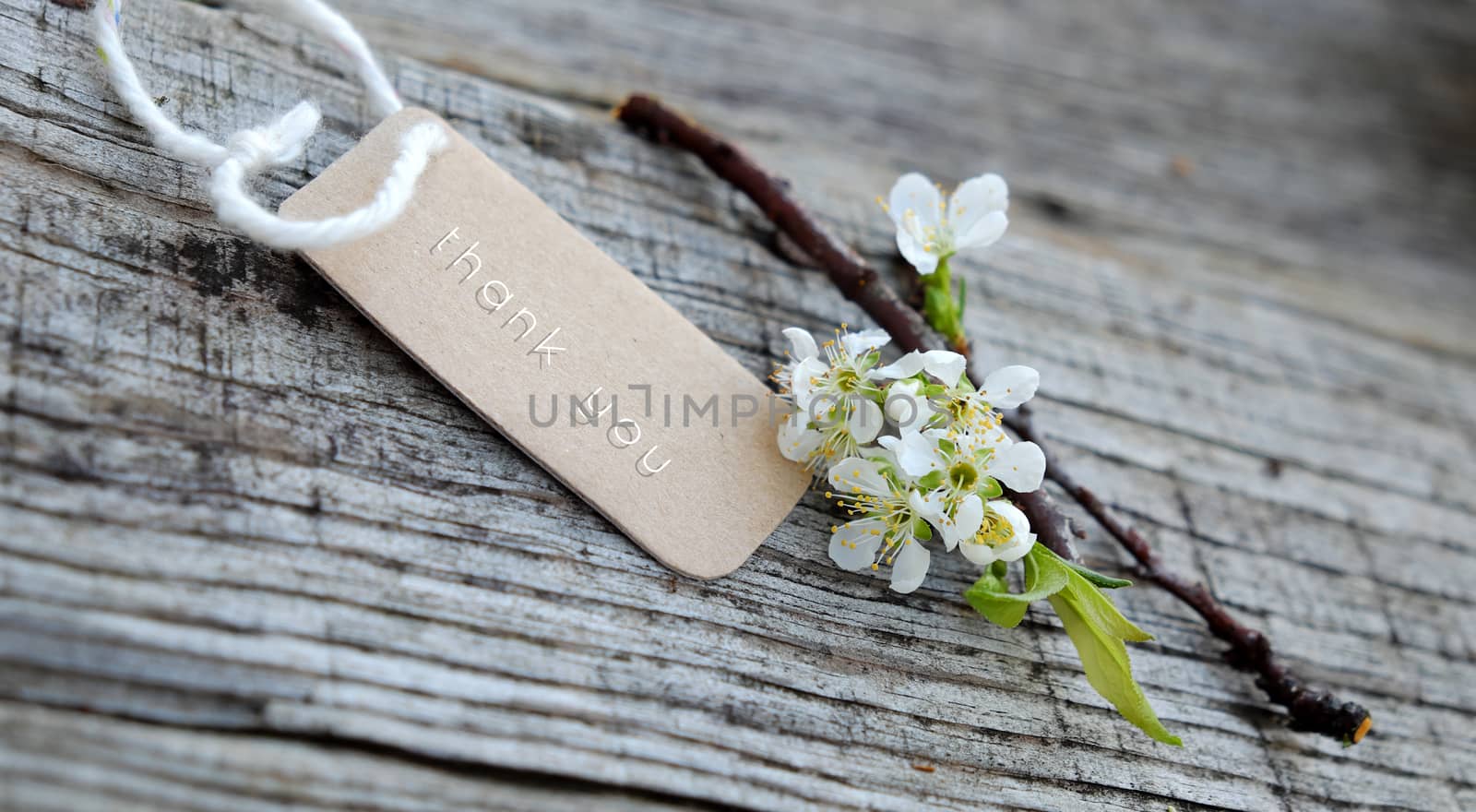 Thank you background on wooden background, message for gratitude, beautiful white plum flower on wood with thankyou text for mother day or father day