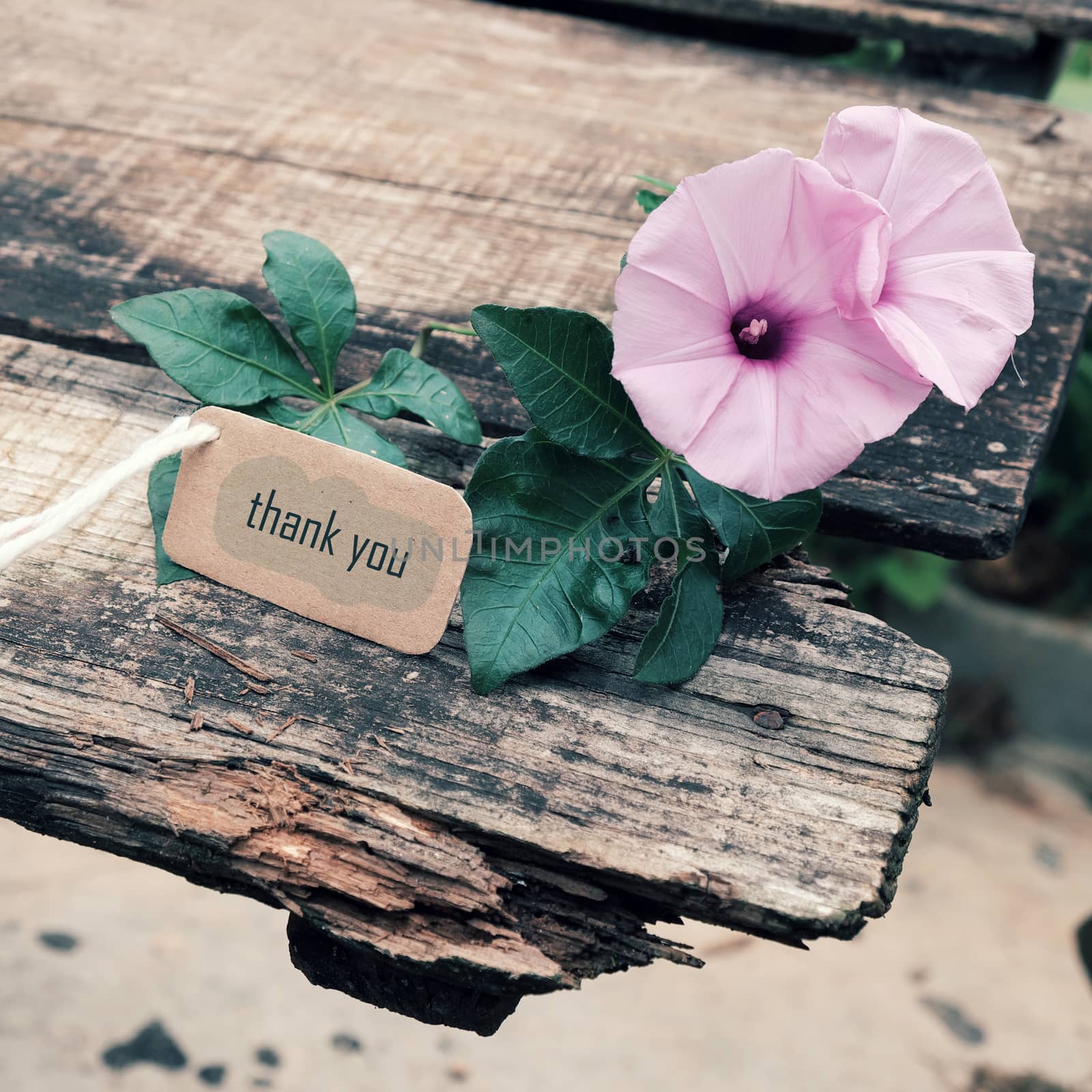 Thank you background on wooden background, message for gratitude, beautiful violet morning glory flower on wood with thankyou text for mother day or father day