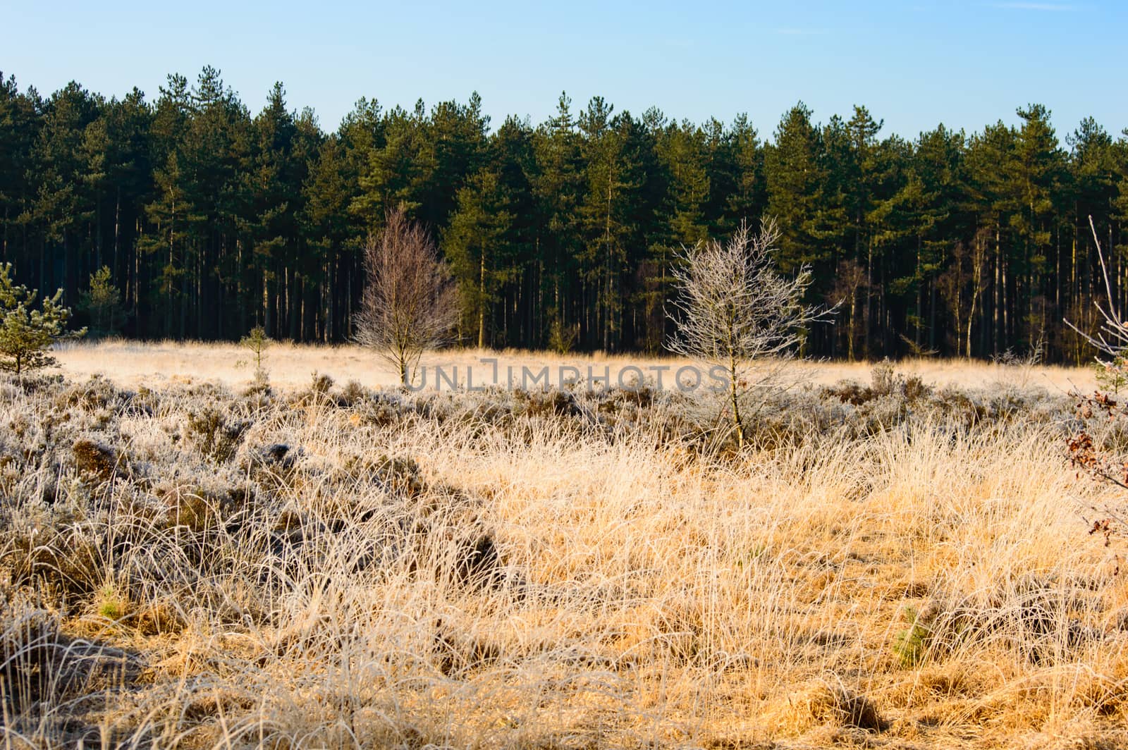 Scenic landscape with colorful dried golden grass in front of a verdant green forest on a sunny clear blue sky day