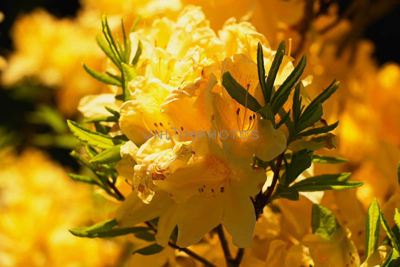 yellow flower Rhododendron

Photographed June 7, 2015, Janov nad Nisou, Czech Republic