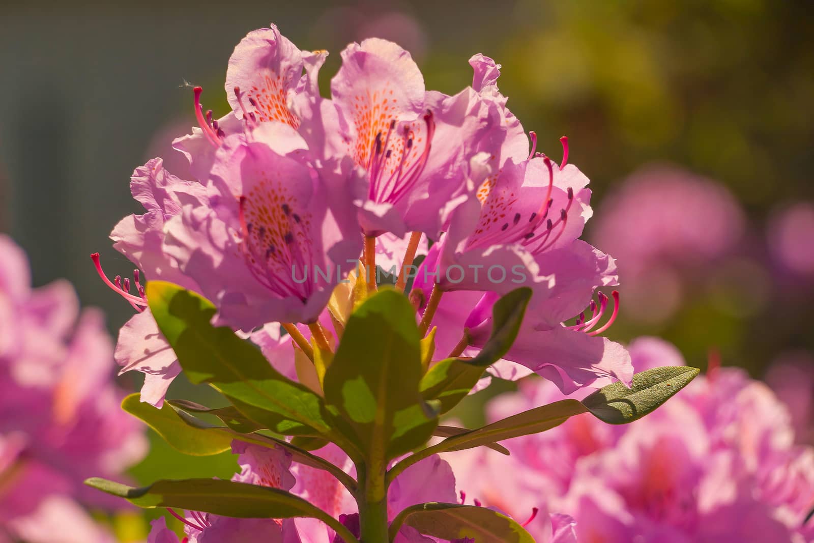 purple flower Rhododendron

Photographed June 7, 2015, Janov nad Nisou, Czech Republic