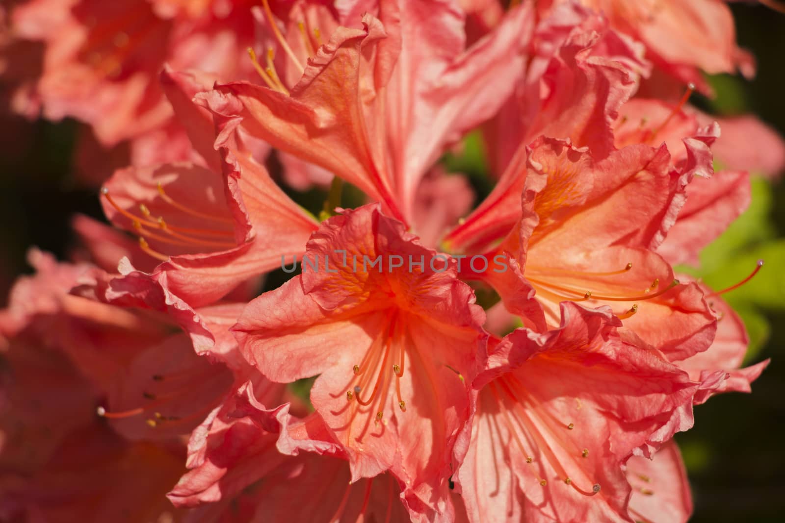 red flower Rhododendron by digiart1