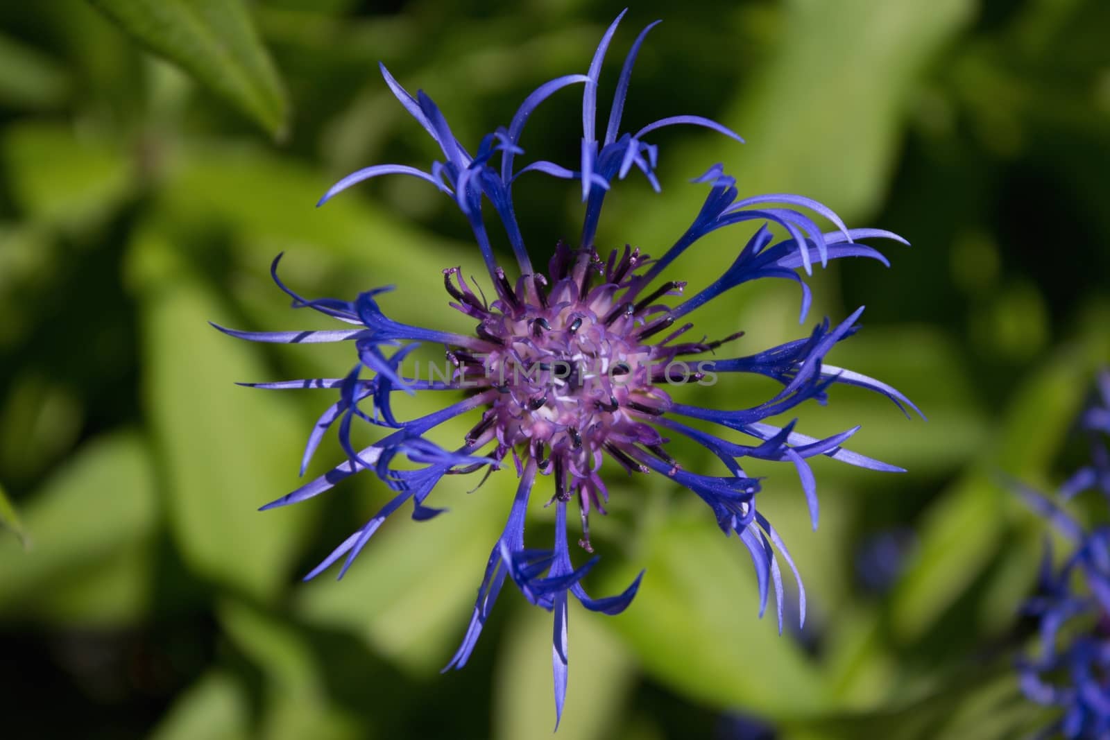 Cornflower flower garden
Photo taken June 6, 2015, Czech Republic