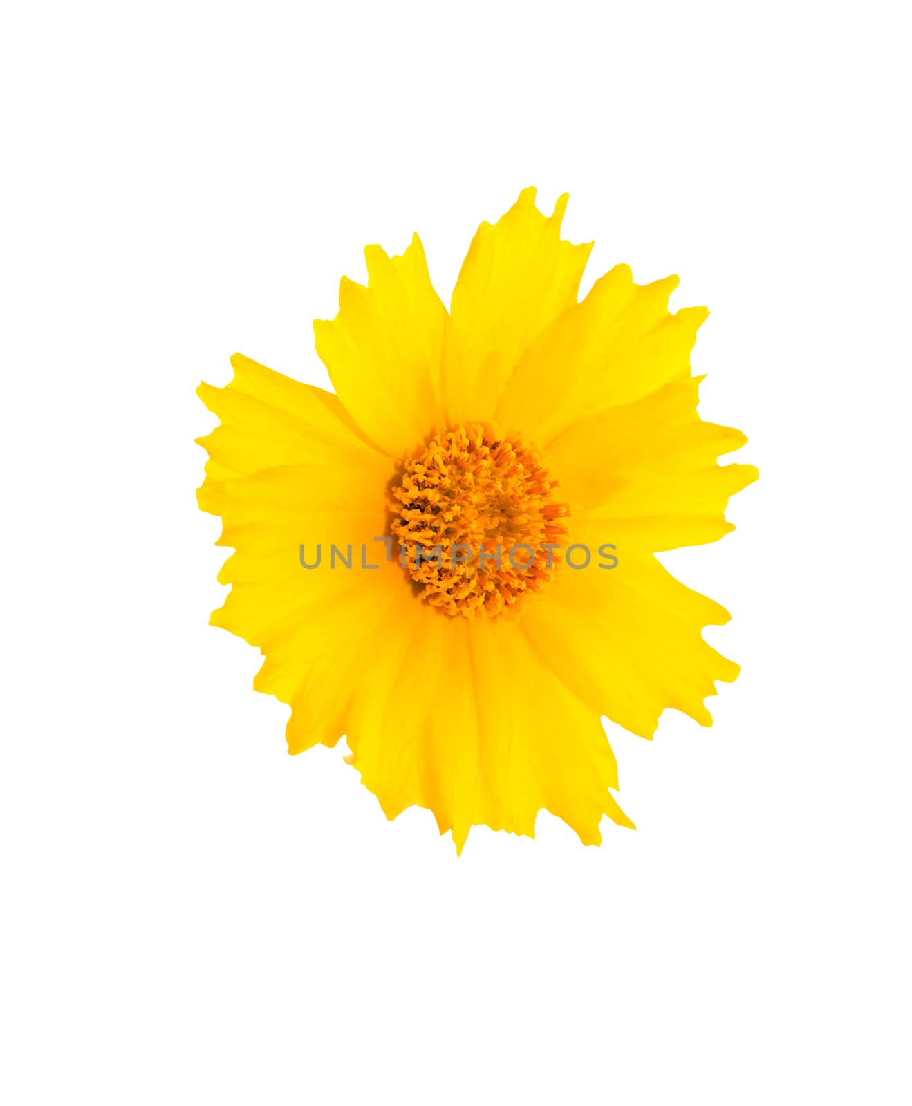 Nice yellow flower head isolated on white background with clipping path