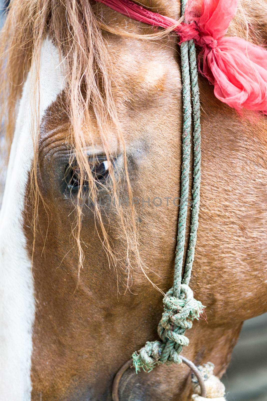 Closeup of a red horse by sohel.parvez@hotmail.com
