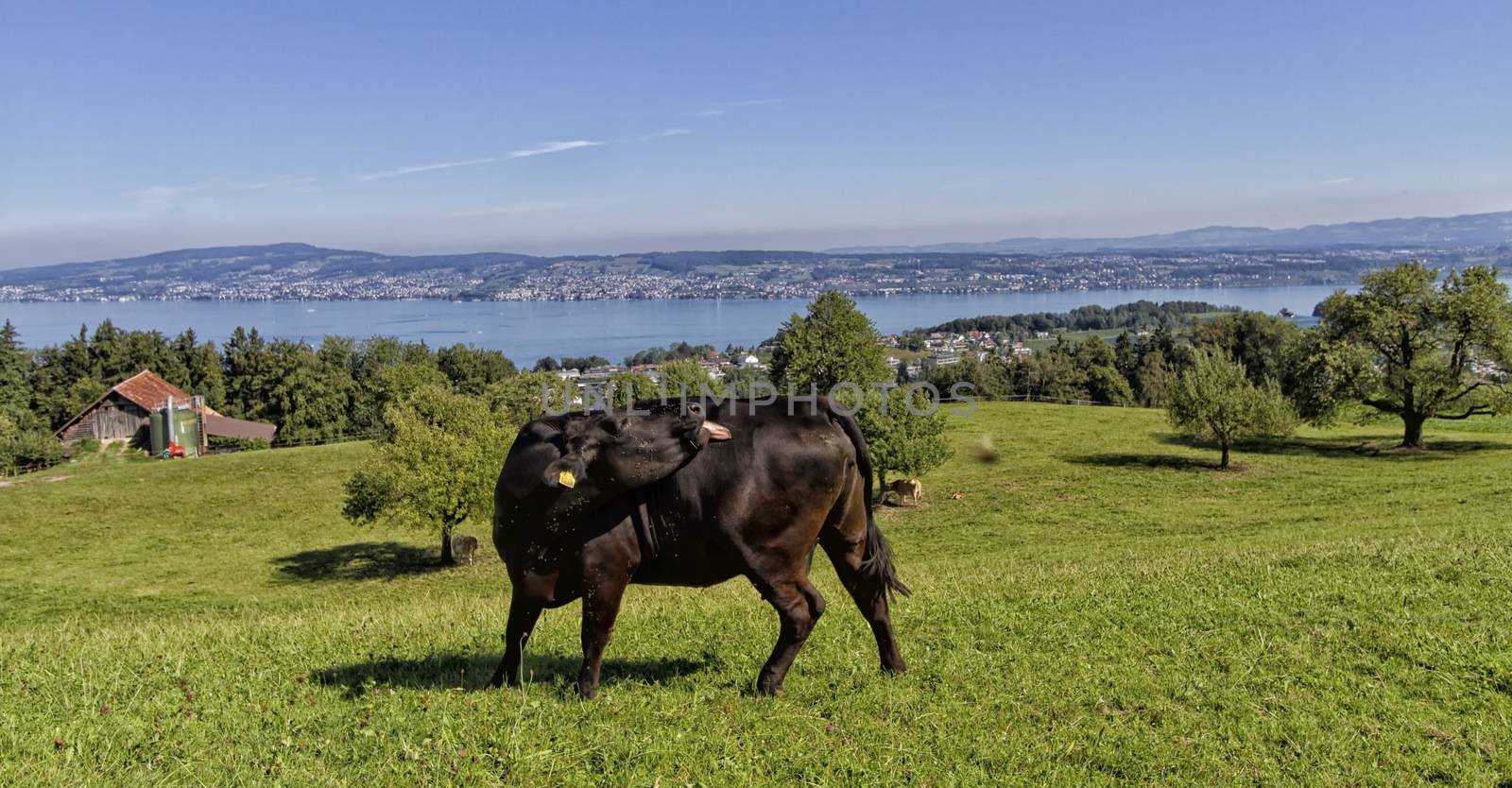 Cow black in front of the lake of Zurich