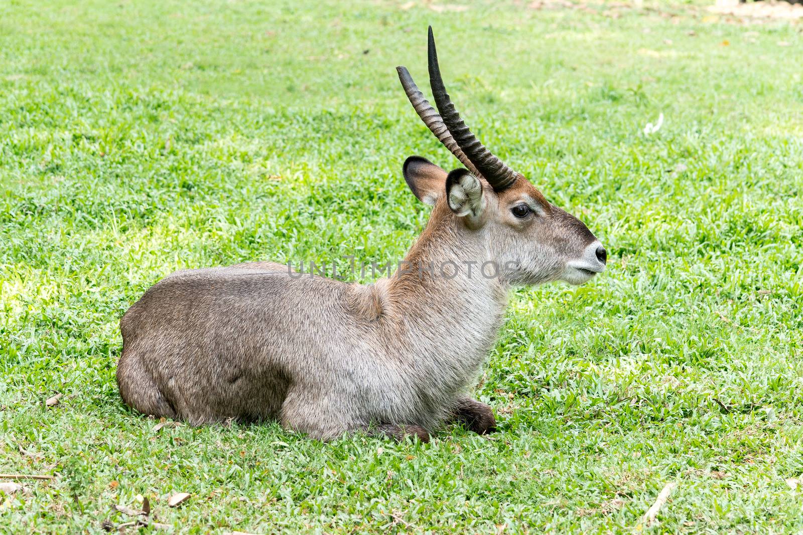 Large elk with antlers standing at mirpur zoo, bangladesh