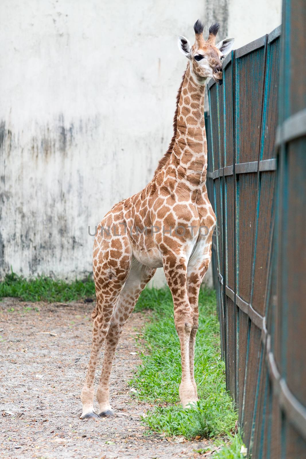 big and colorful Giraffe in the bangladesh national zoo