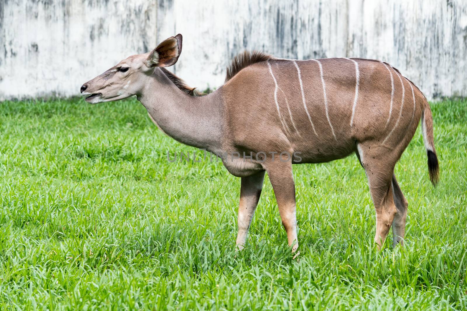 Large elk with antlers standing at mirpur zoo, bangladesh