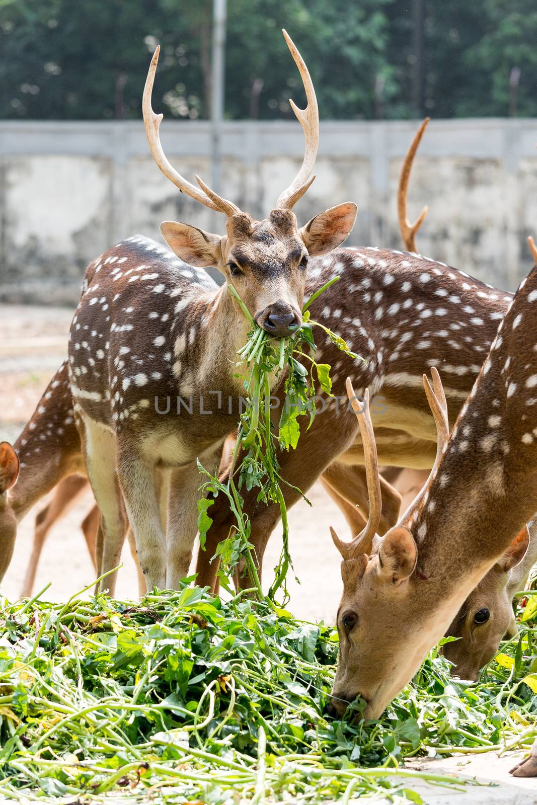 Whitetail Deer Buck standing in a woods of mirpur national zoo