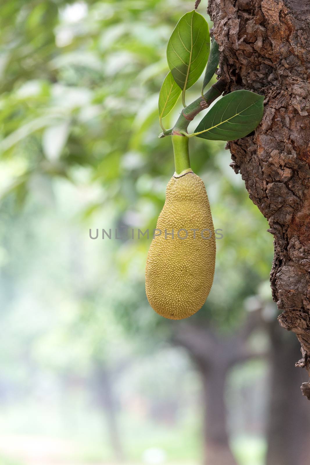 gree Jackfruit on the tree in the national park field