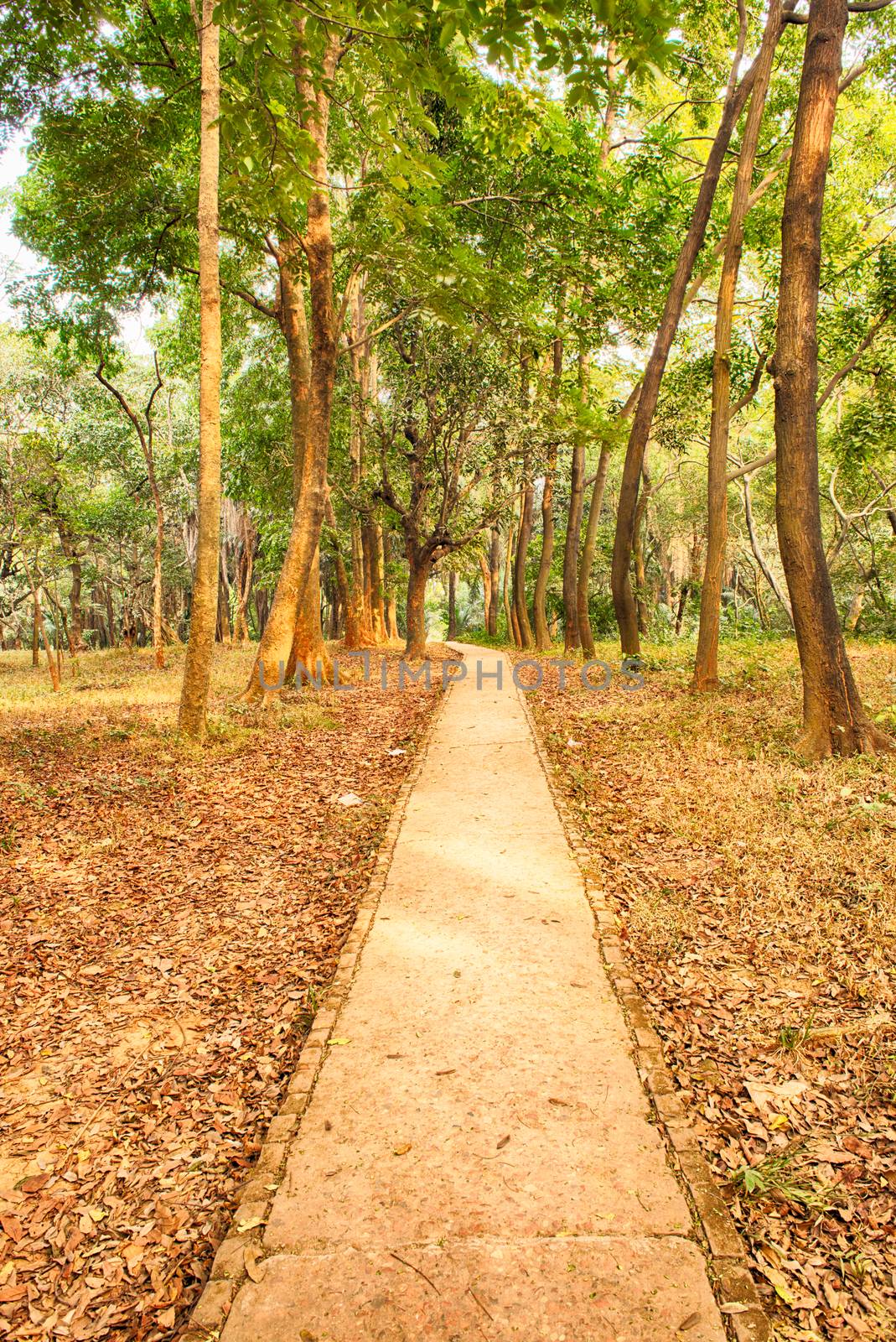 colorful magic forest path in the jungle