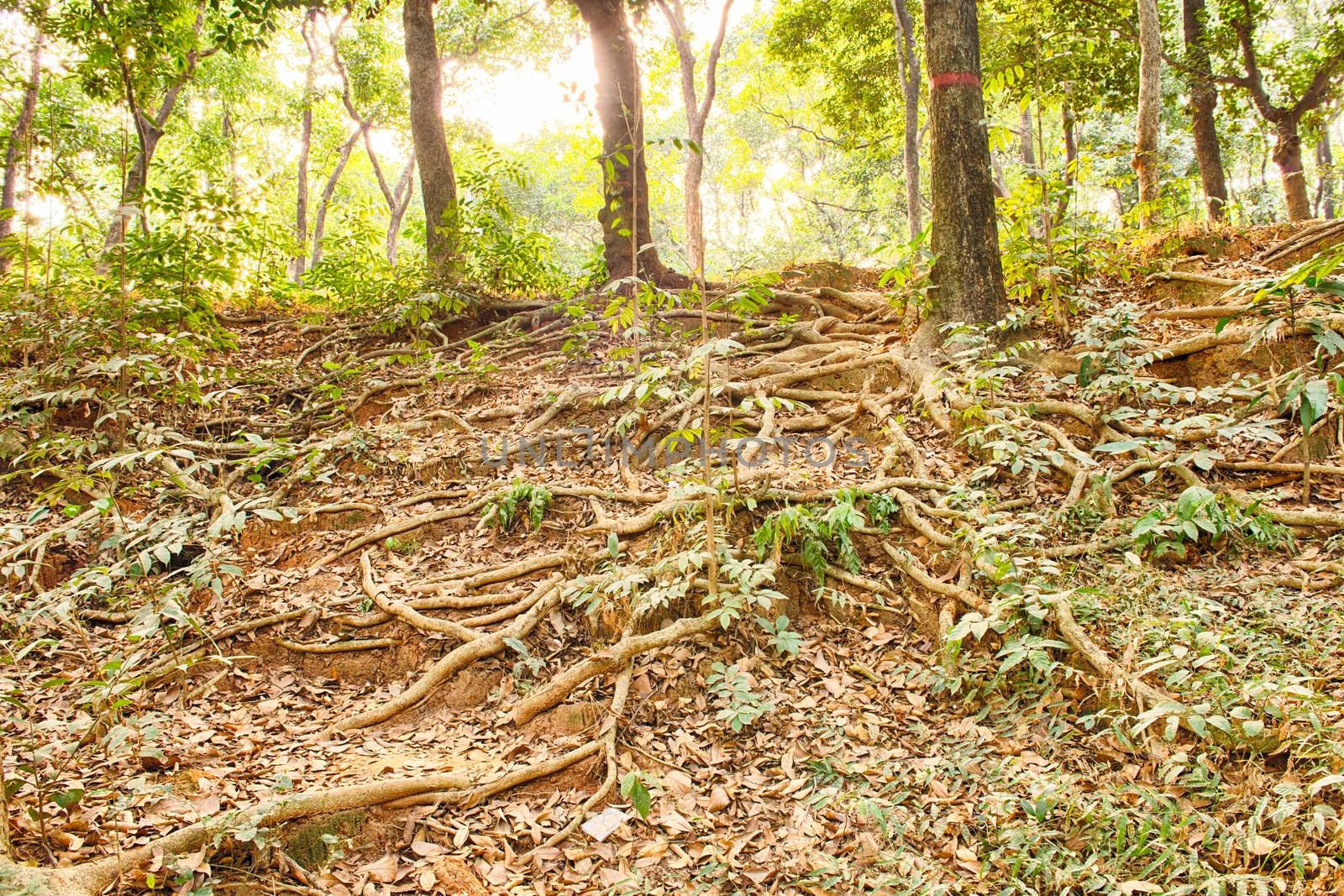 colorful magic forest path in the jungle