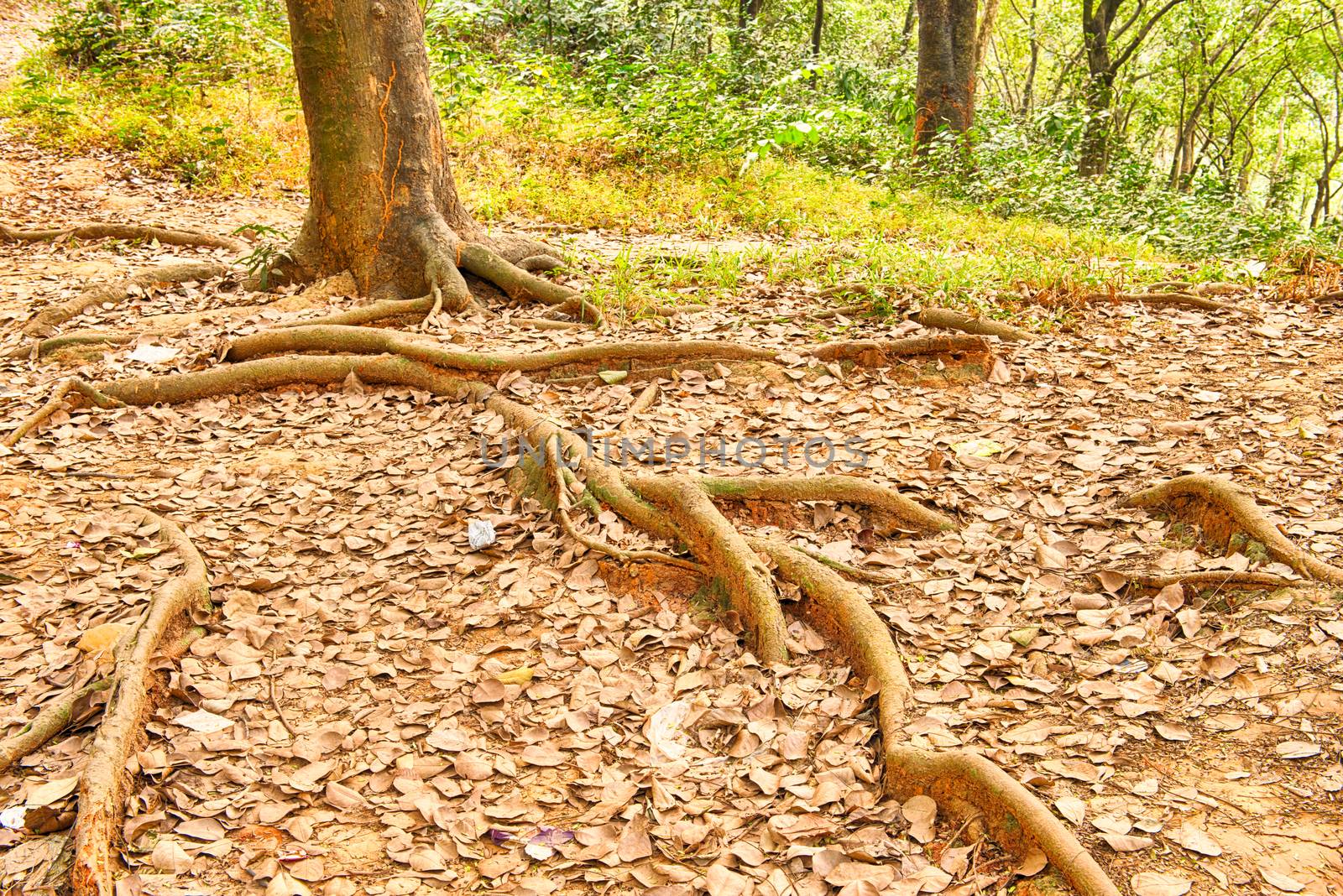 colorful magic forest path in the jungle