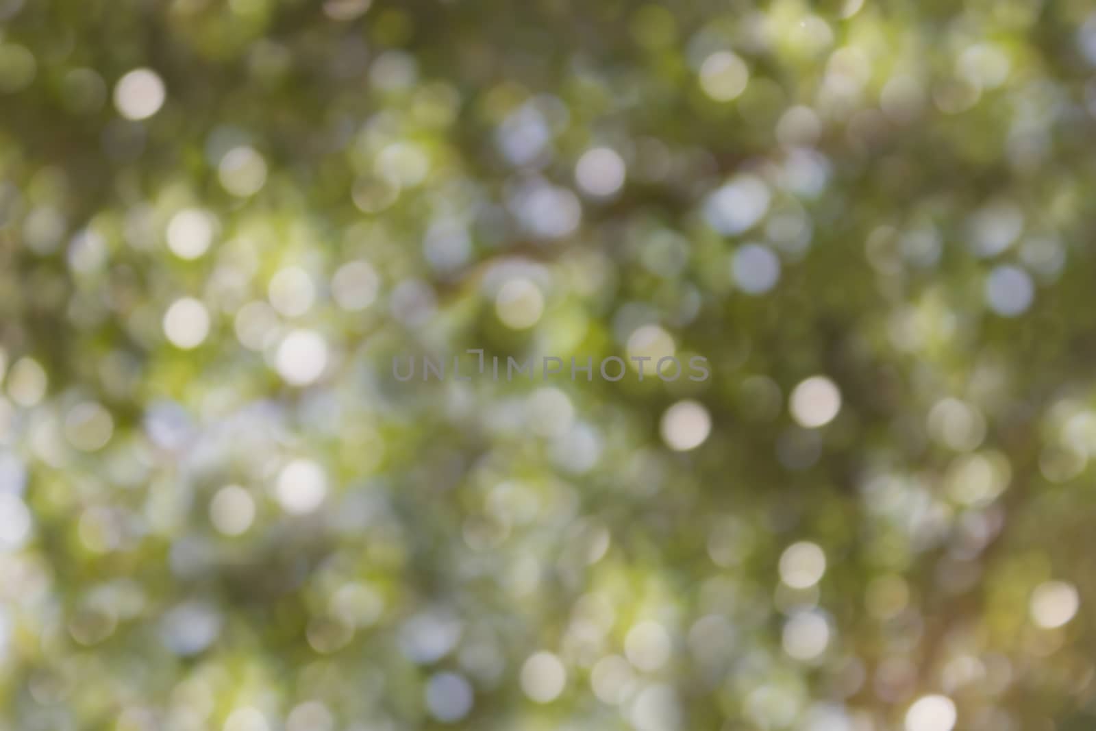 Glow light blow natural green and soft blue with white bokeh and sunlight in wonderful romantic mood valentine background