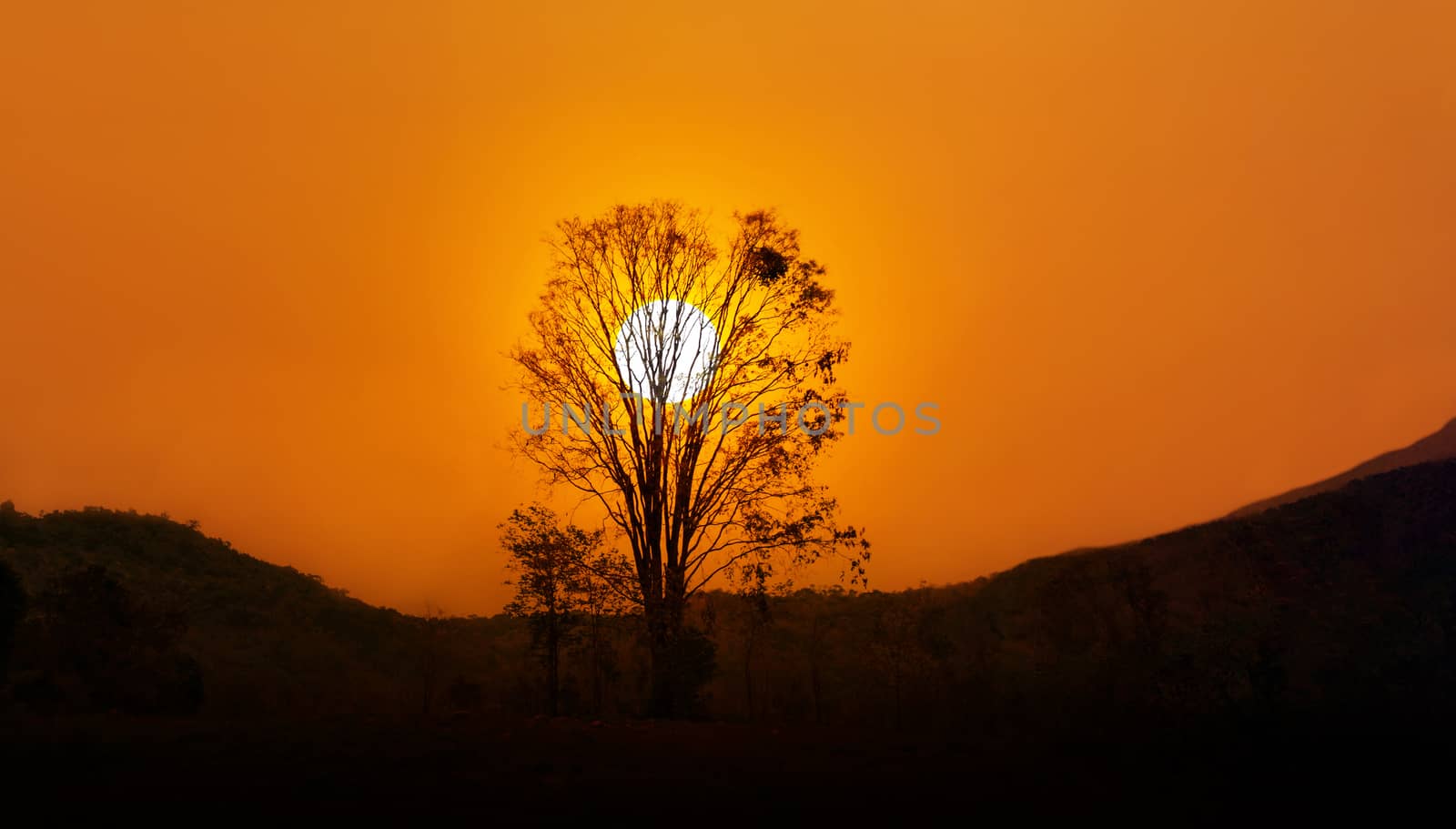 Silhouette black shadow tree shape and hill with big sun, sunset in twilight with tree silhouette at the hill