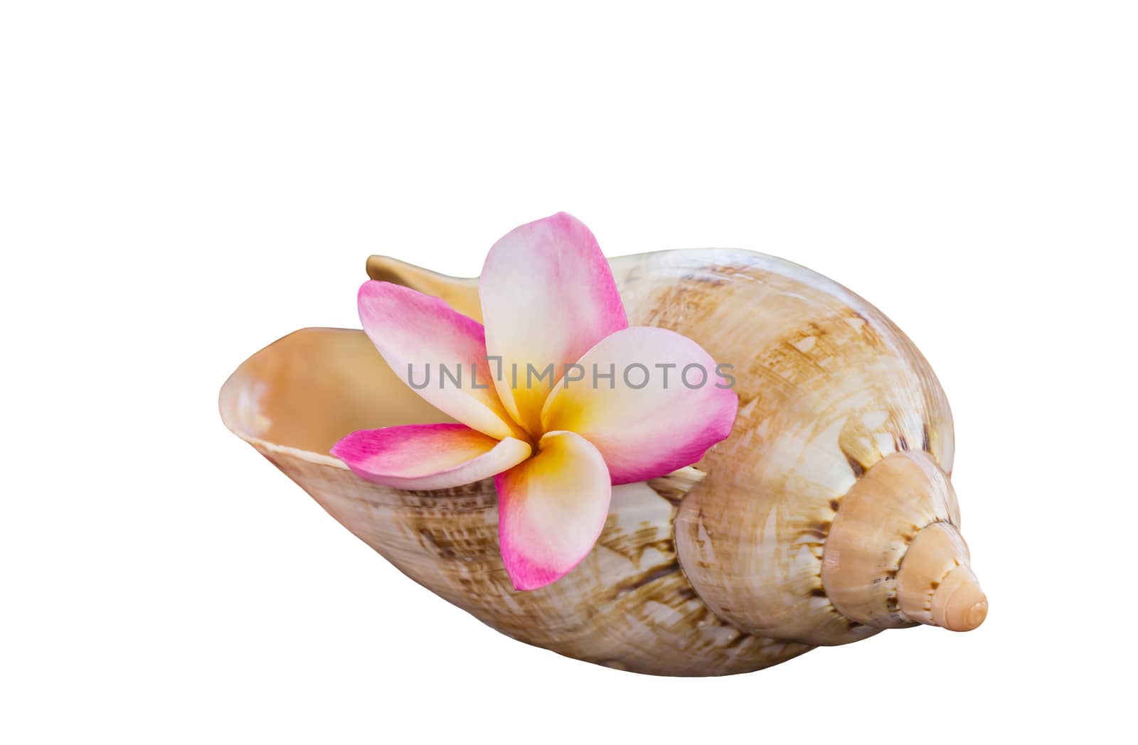 Isolated beautiful fresh pink fragrant flower plumeria or frangipany in sea conch shell on white background with clipping path