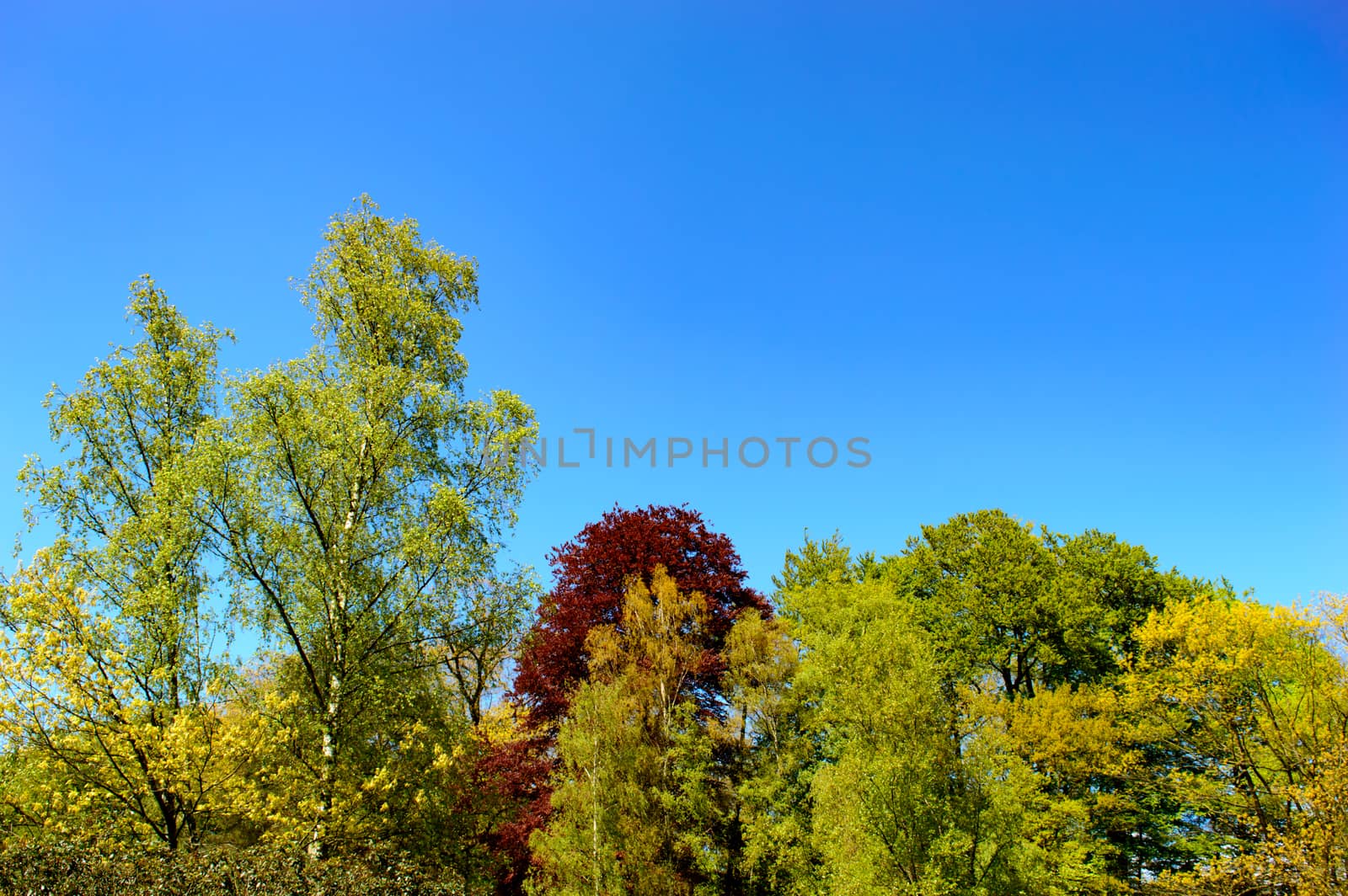 Fresh green spring woodland in a park with a view of the tops of assorted trees against a bright clear sunny blue sky with copy space