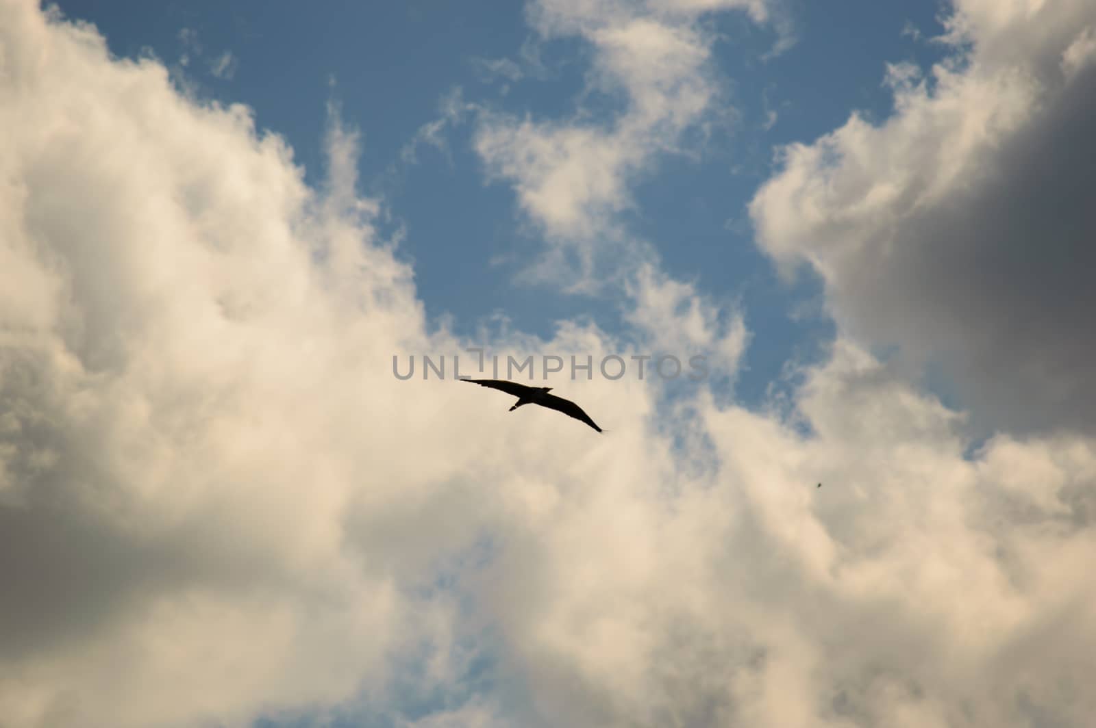 Single large long winged bird coasting with the wind under beautiful white fluffy clouds with copy space