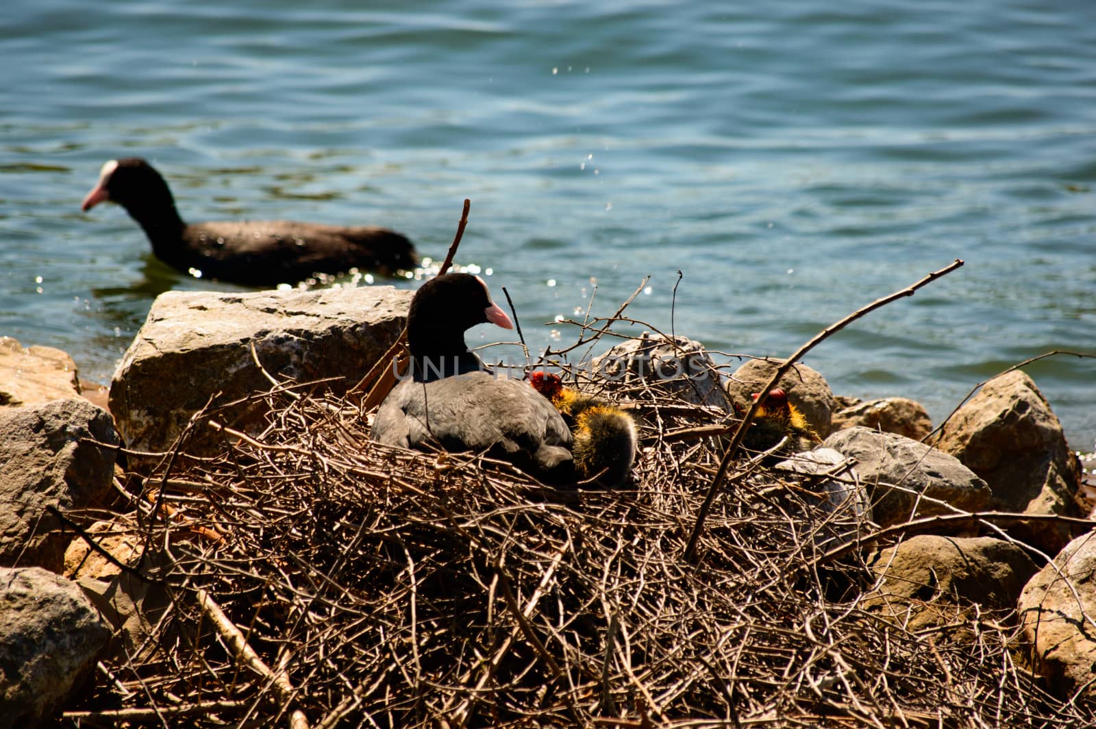 Moorhen pair nesting on twigs and rocks with one bird on the nest with chicks and the other swimming in the water alongside