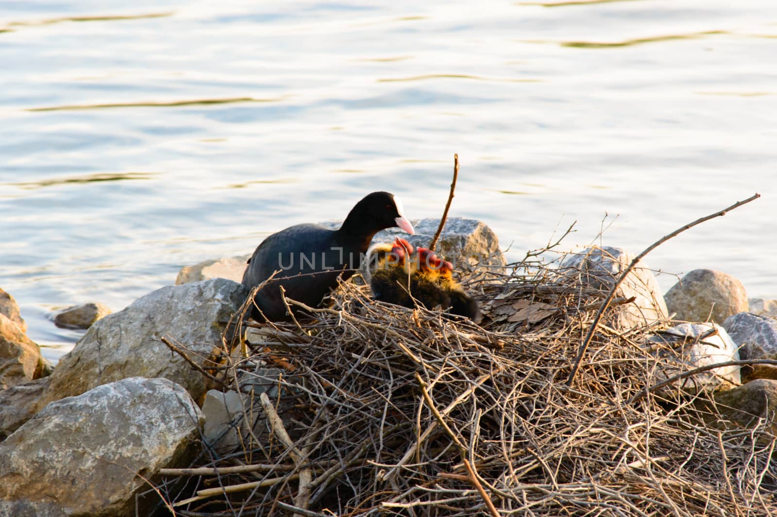 Moorhen with a family of young chicks sitting on her nest of twigs constructed on a calm lake alongside rocks