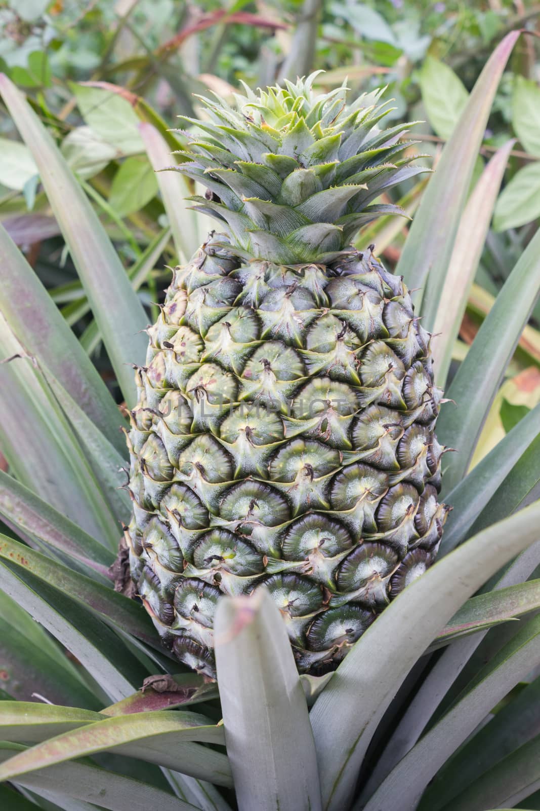 Closeup big fresh pineapple tree, single green pineapple fruit in farm or garden