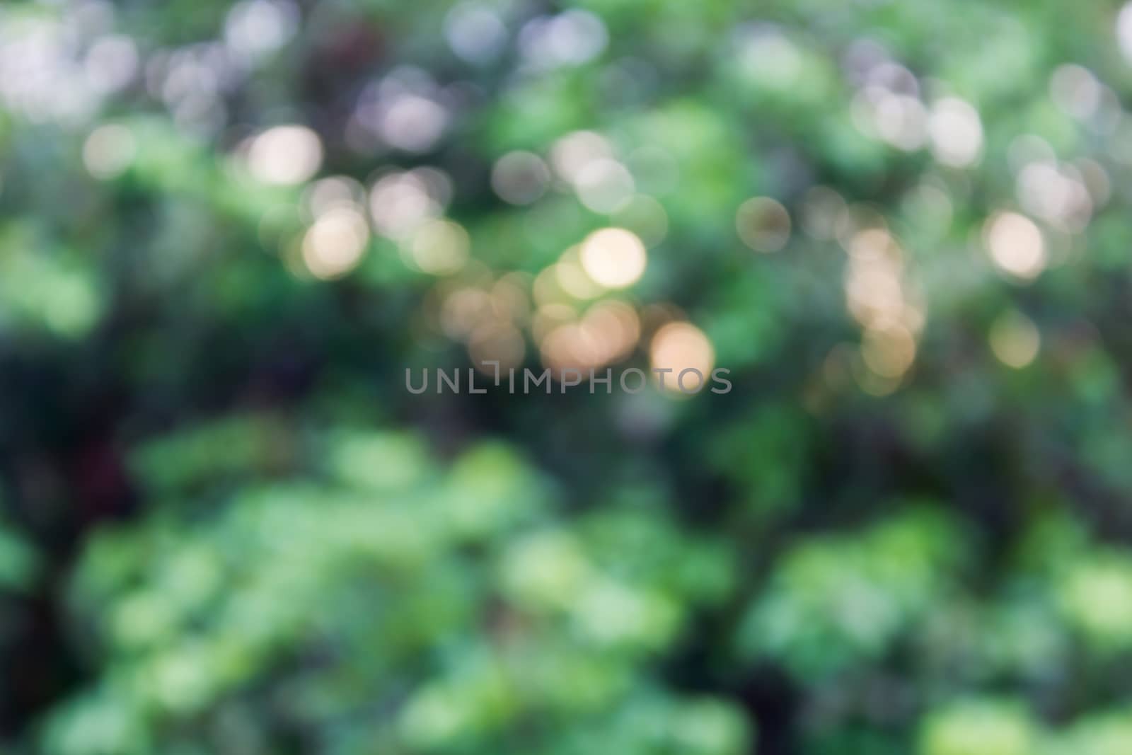 Glow light dreamy blow natural tree bush bokeh and sunlight in wonderful romantic mood valentine soft background