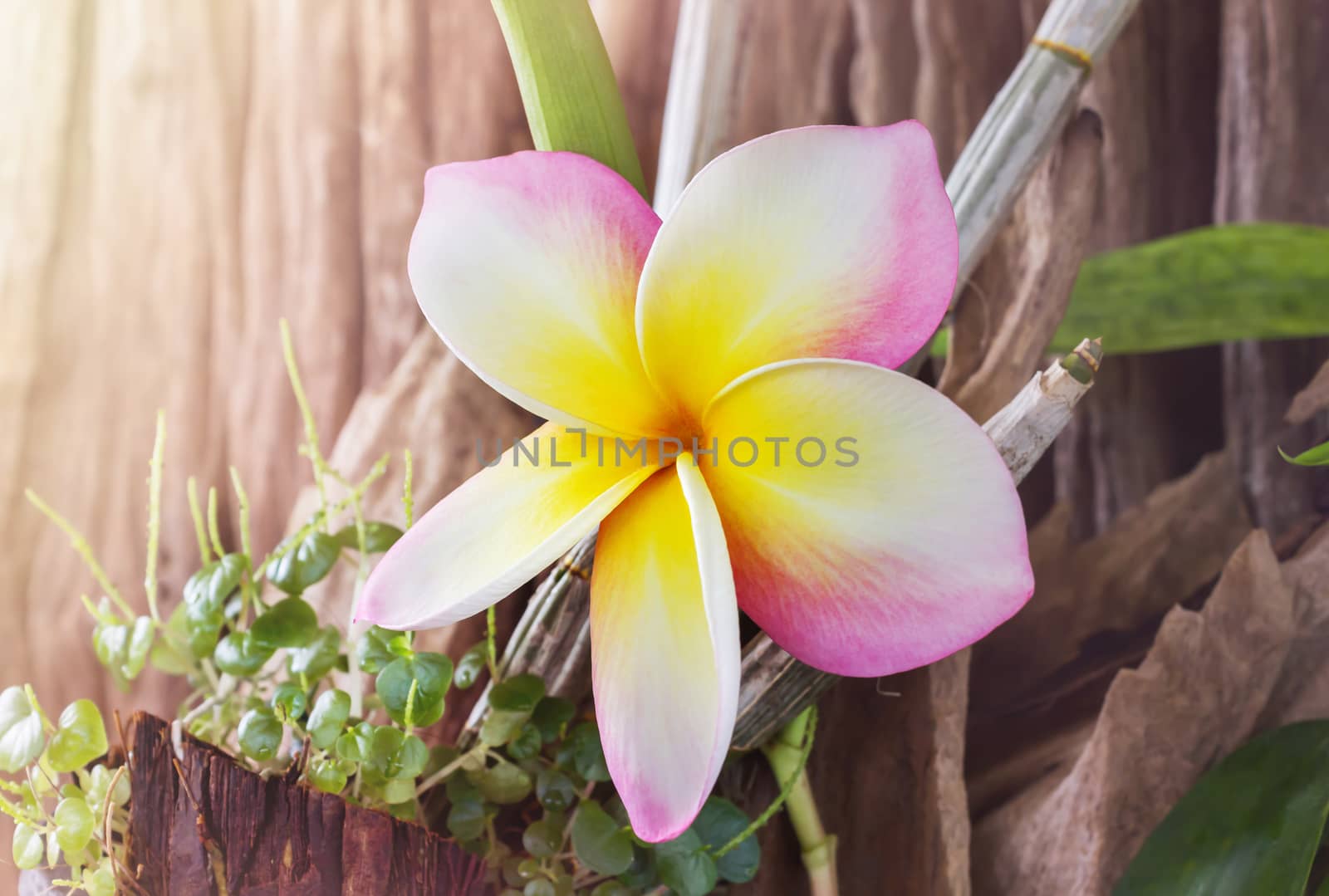 Beautiful single big pink yellow and white flower plumeria or frangipani in morning dreamy sunlight, frangipani in timber or piece of log wood background ant small green plant