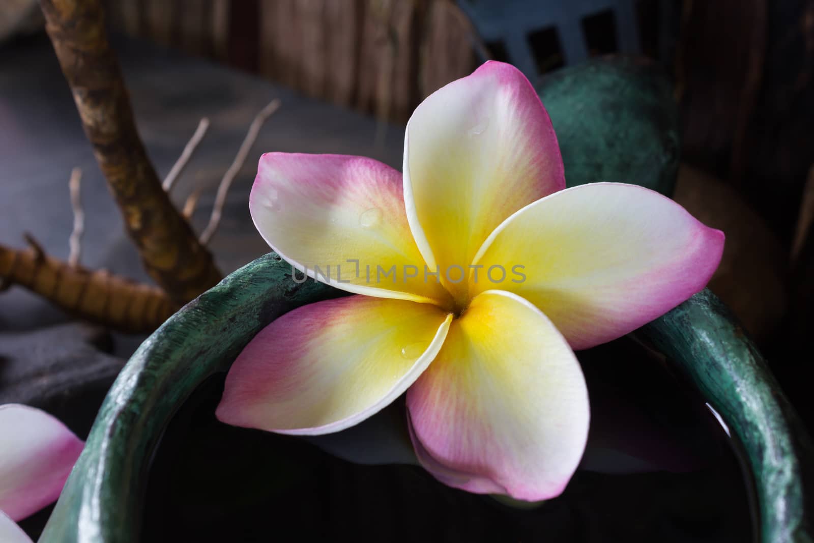 Beautiful single fresh pink yellow and white flower plumeria or frangipani on water in green baked clay bowl for spa meditation relax soft mood, romantic tropical fragrant flower frangipani