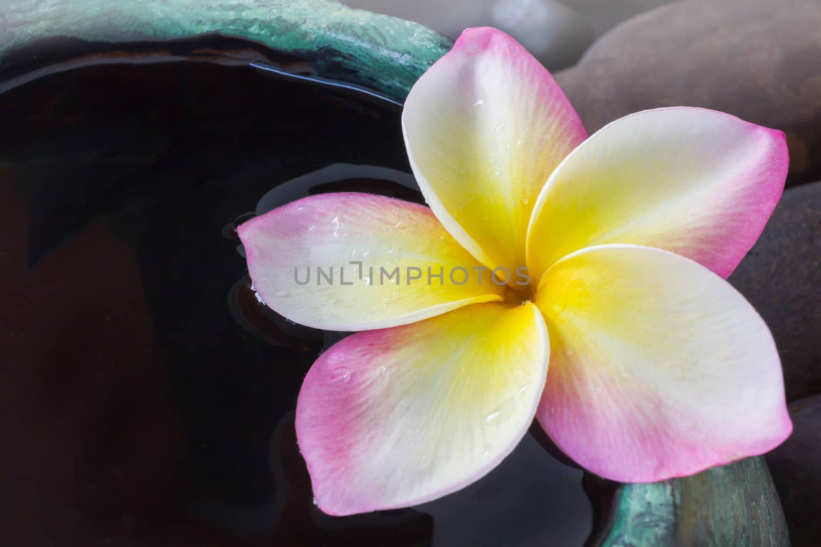 Beautiful single fresh pink yellow and white flower plumeria or frangipani on water in green baked clay bowl for spa meditation relax soft mood, romantic tropical fragrant flower frangipani