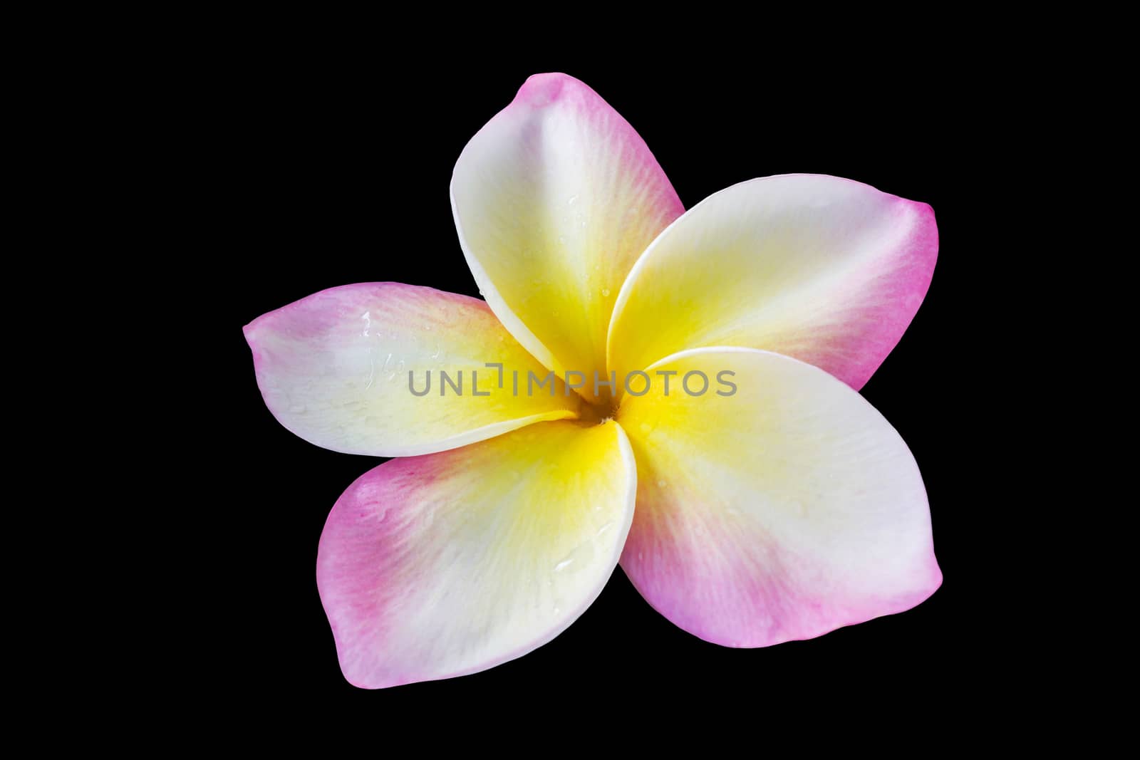 Isolated single blossom beautiful pink yellow and white flower plumeria or frangipani with water drop on petal on white background with clipping path