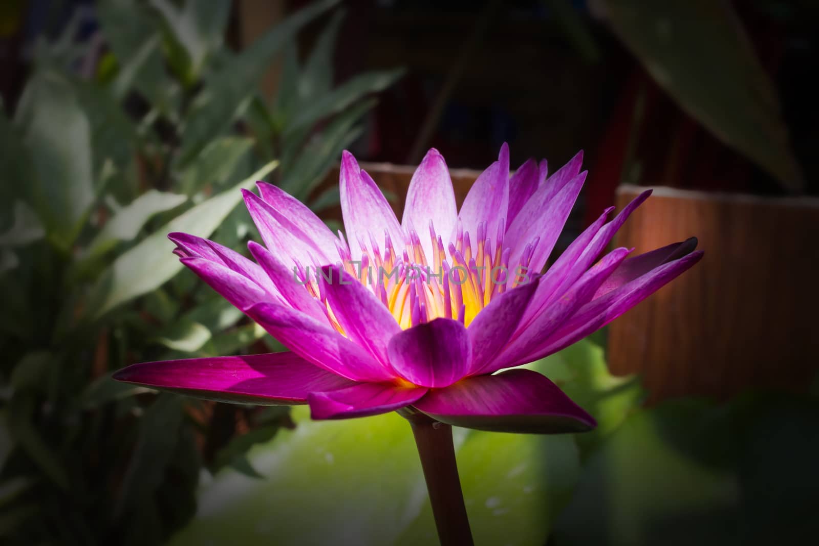 Beautiful blossom in darness, focused at pollen lotus flower, fresh pink or violet blossom lotus flower in treeshade with sunlight