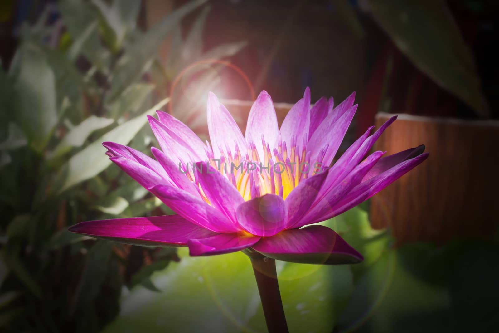 Beautiful blossom in darness, focused at pollen lotus flower with lensflare, fresh pink or violet blossom lotus flower in treeshade with sunlight