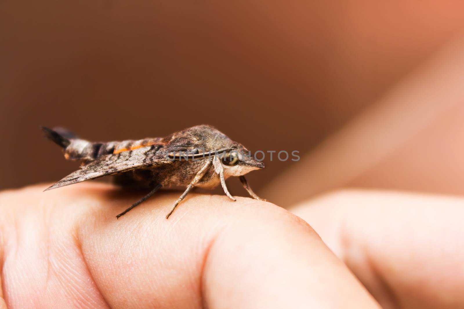 Nessus sphinx Amphion floridensis insect, brown Amphion floridensis catch on finger