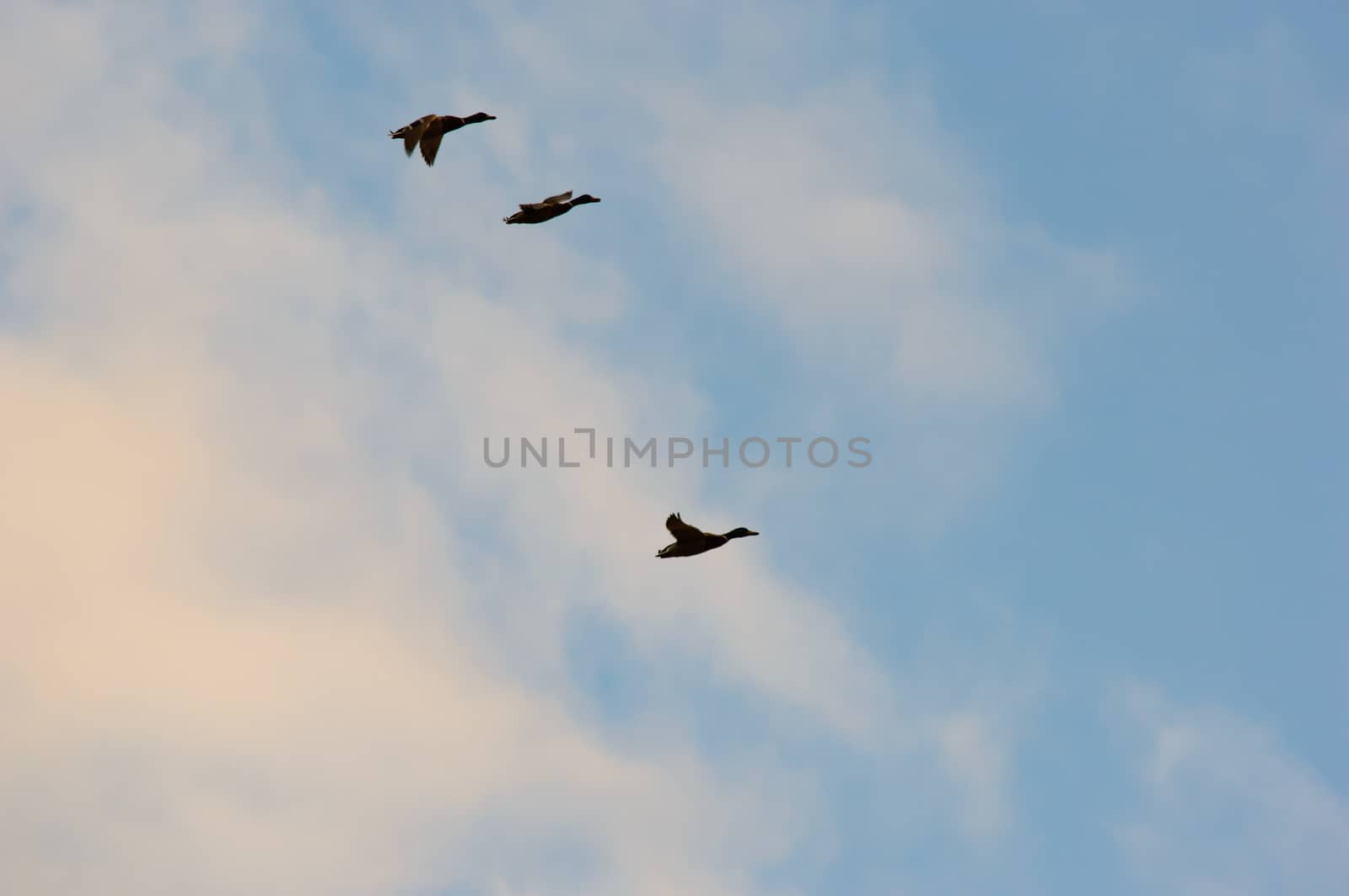 Three ducks in flight in front of clouds tinged by the glow of the sun in a blue sky flying towards the right of the frame with copy space