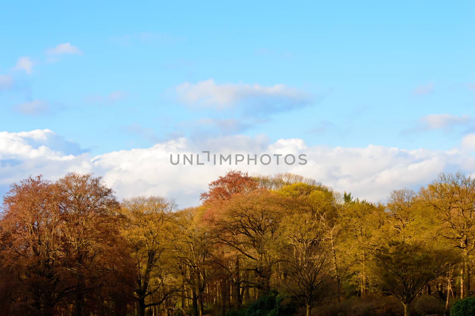 Pretty colors of autumn woodland with assorted deciduous trees with their red , yellow and orange leaves against a sunny blue sky with clouds