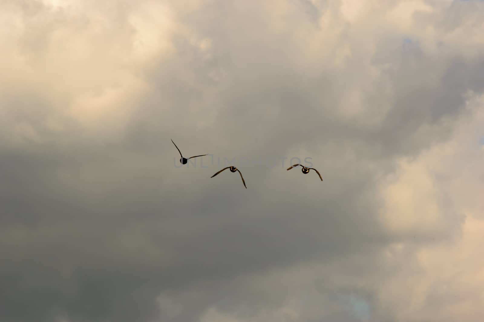 Three birds flying in the distance silhouetted against stormy grey clouds with copy space