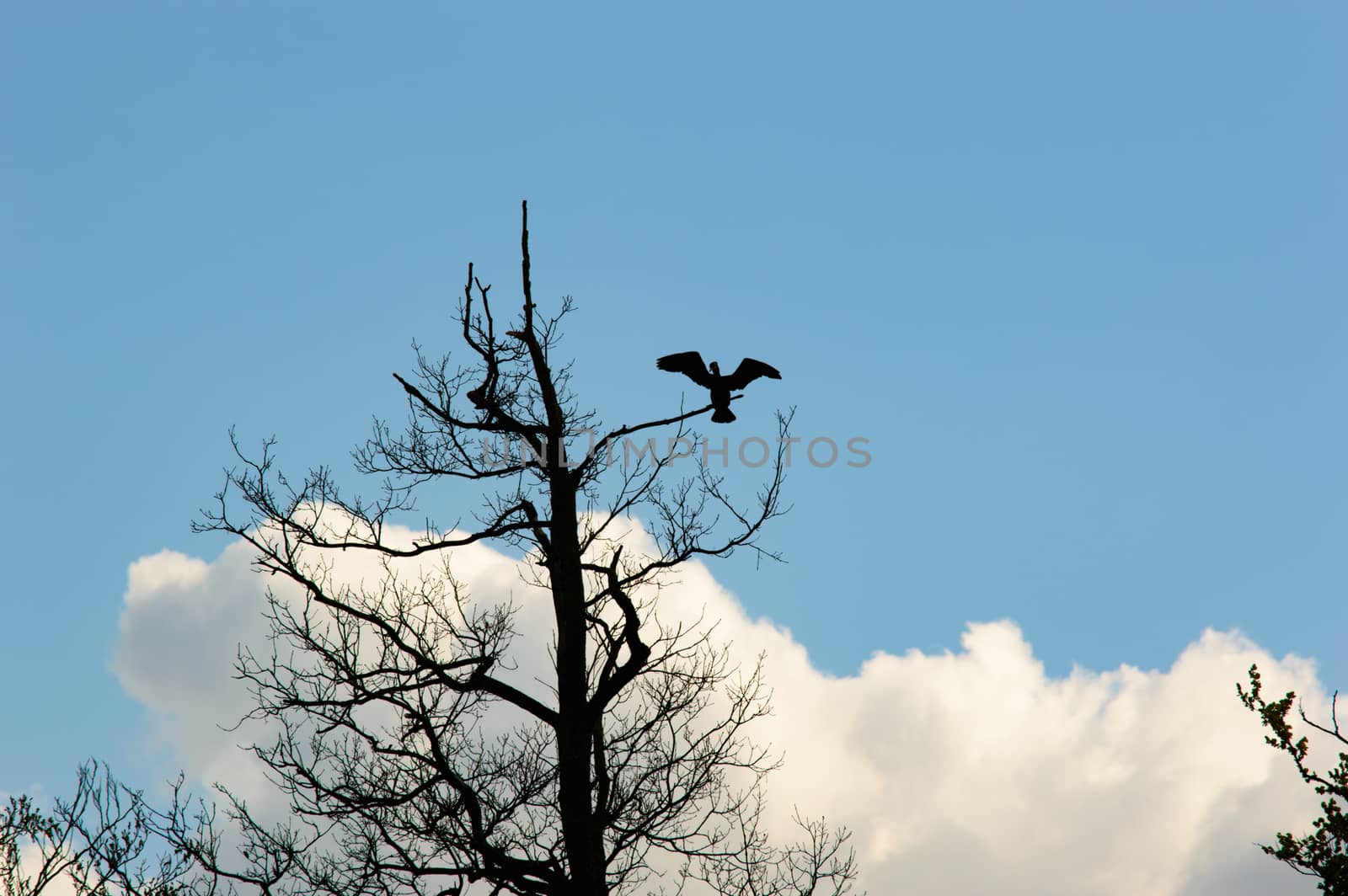 Single large bird with open wings landing on or leaving thin branch of old tree with blue sky and fluffy cloud background