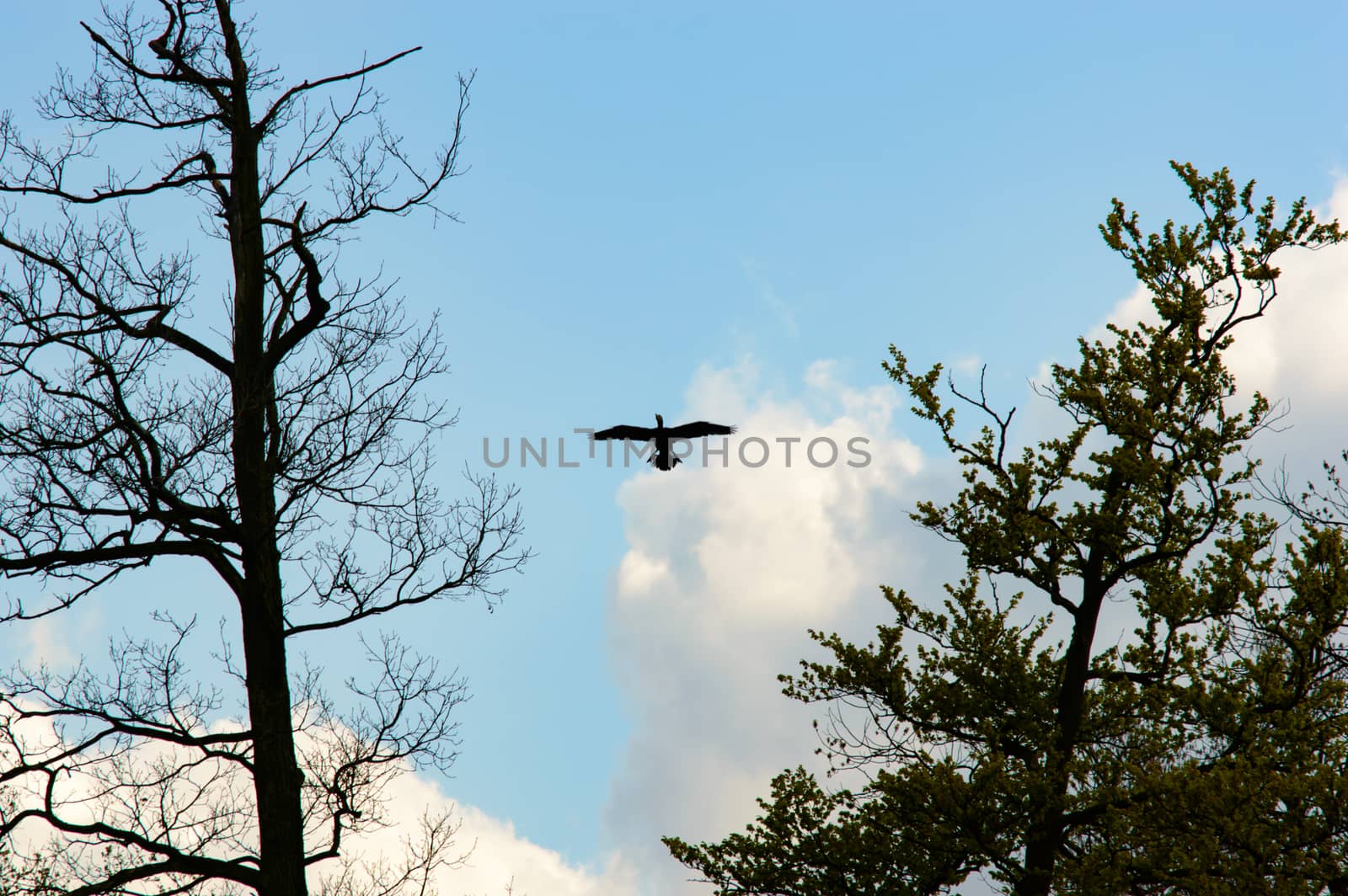 Single large bird with widespread wings open between two back lit old trees and blue sky in background