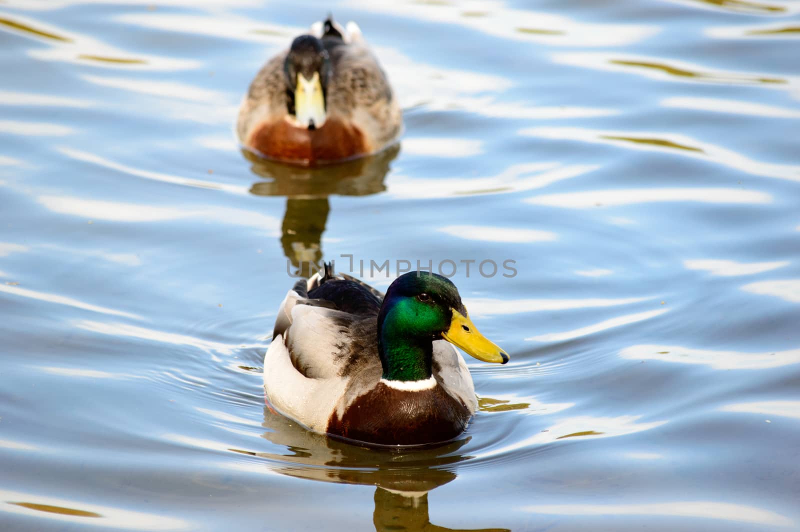 Close up on a pair of swimming mallard ducks approaching the camera in the calm water of a lake, with copy space