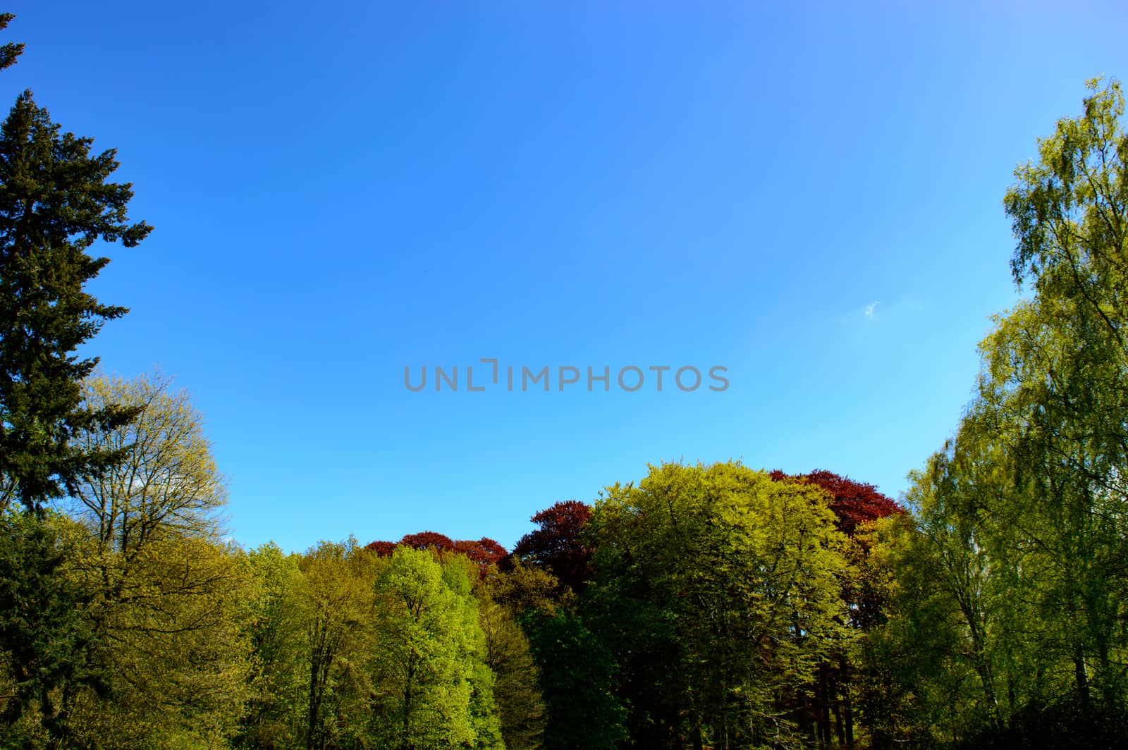 Beautiful deep blue sky above forest with various trees of different colors with copy space