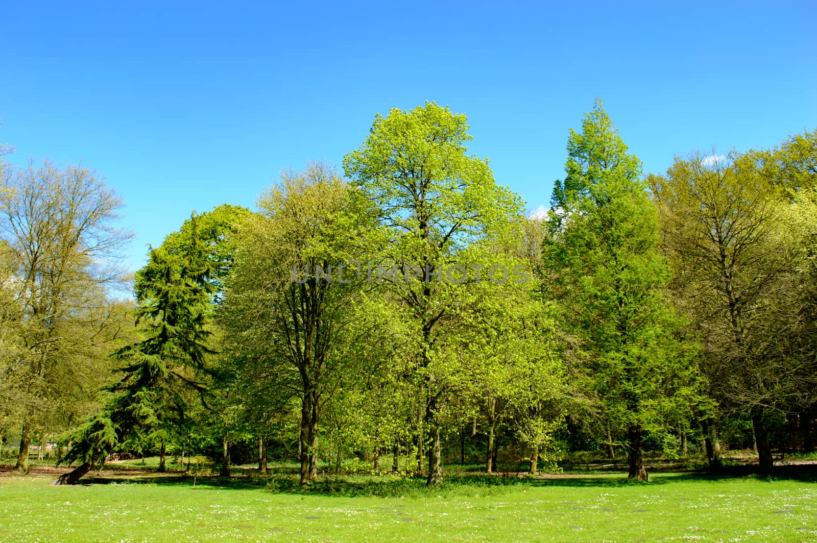 Fresh green new spring foliage on trees in a scenic landscape in a park under a clear sunny blue sky