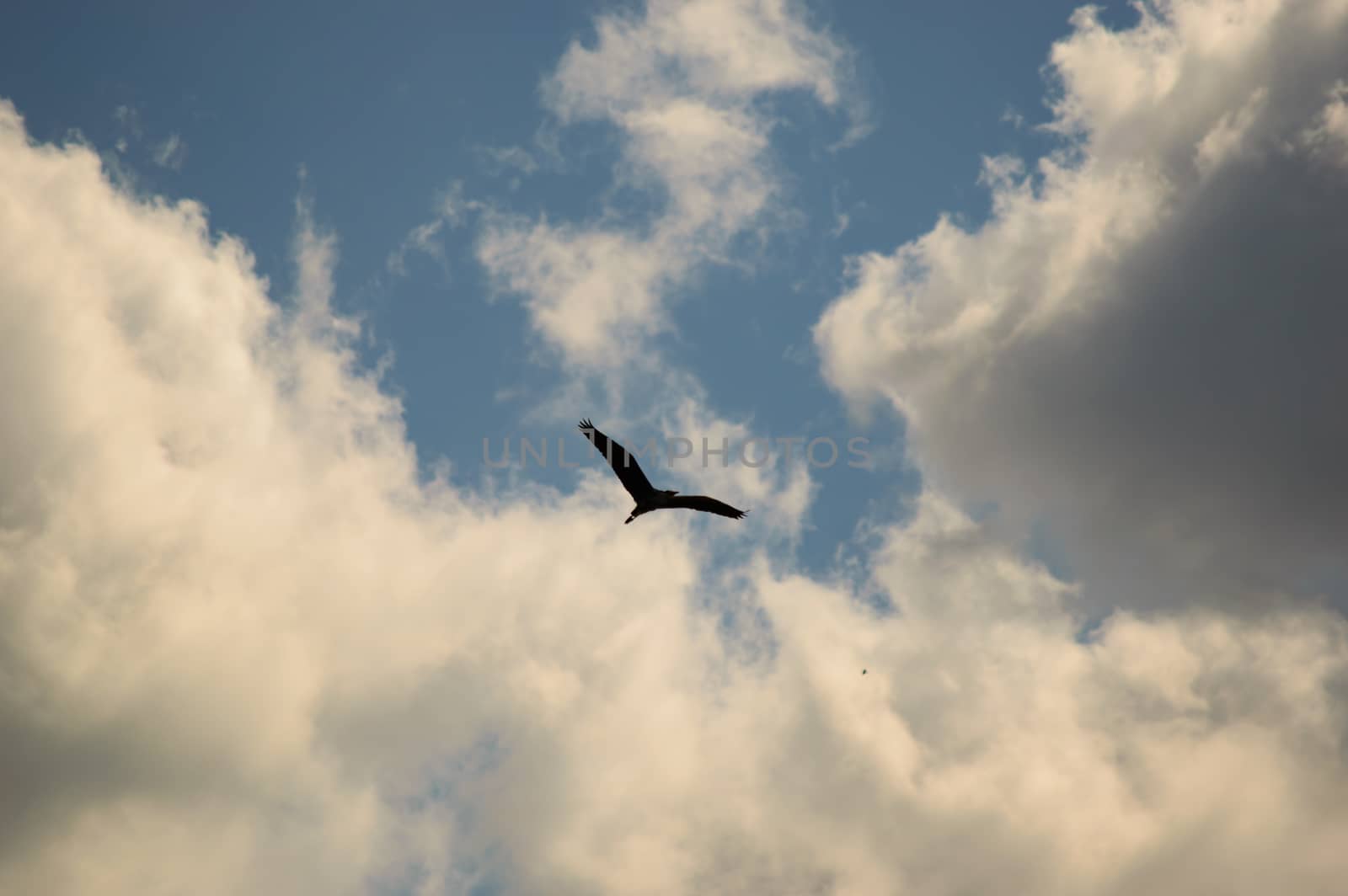 Lonely big bird flying in pleasant sky filled with scattered white clouds and copy space